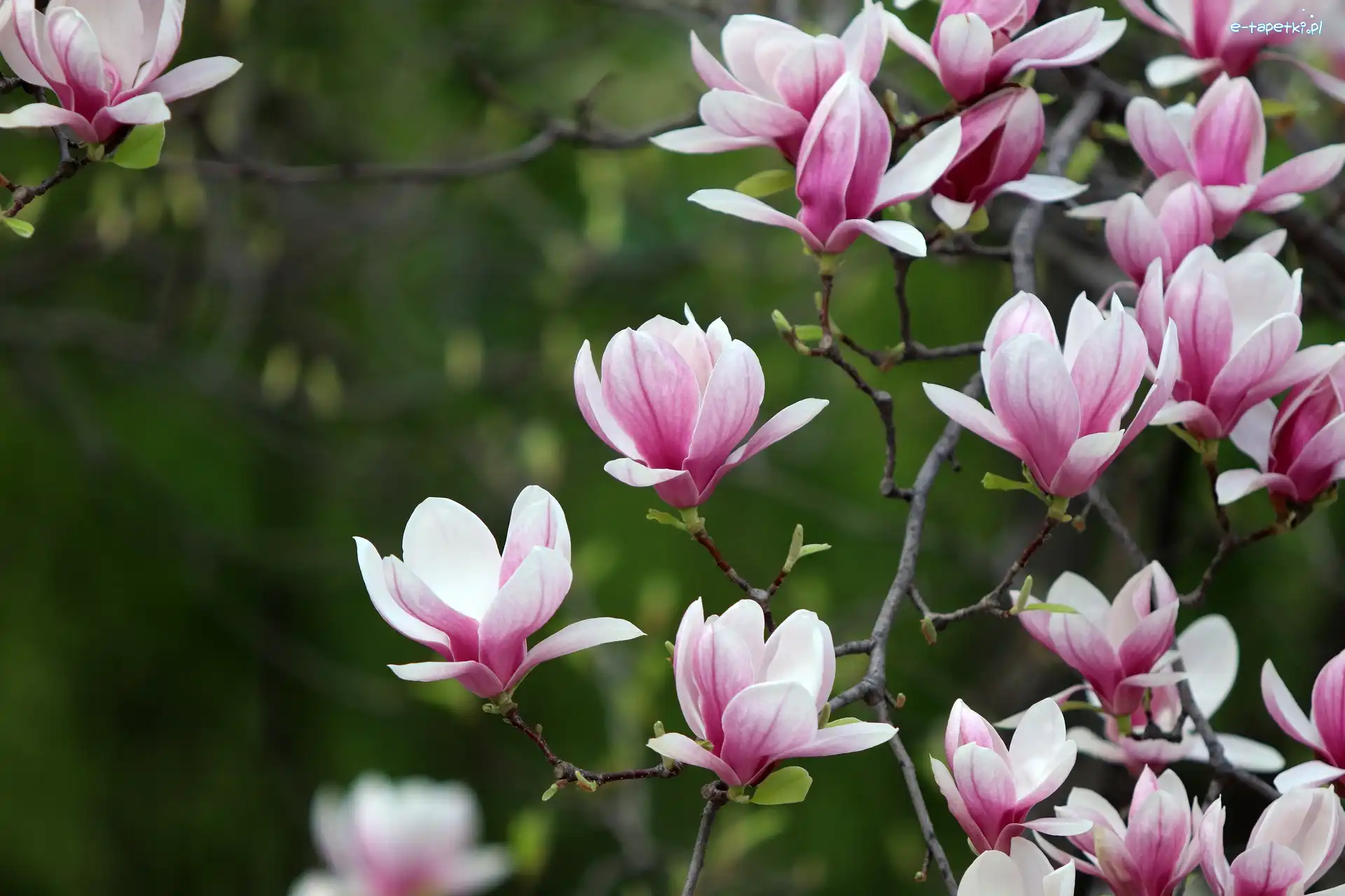 Magnolie, Kwiaty, Gałęzie