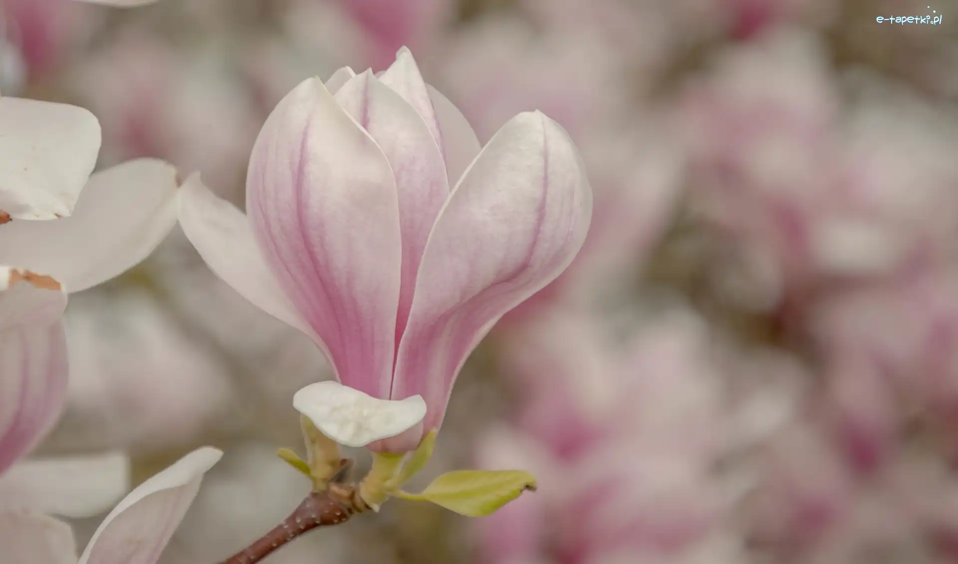 Magnolia, Kwiat, Bladoróżowy