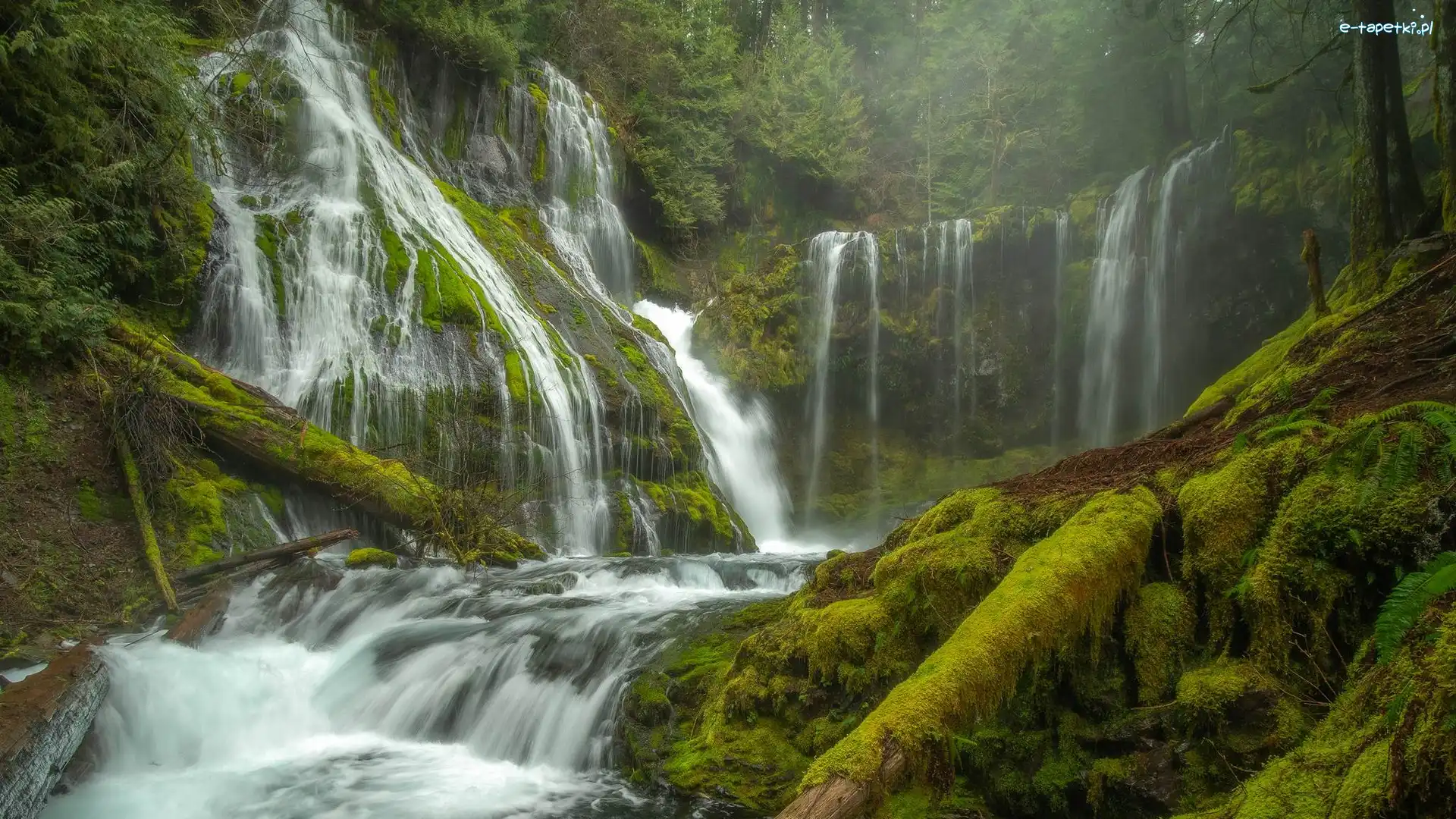 Gifford Pinchot National Forest, Drzewa, Stan Waszyngton, Miejsce chronione, Pnie, Roślinność, Wodospad Panther Creek Falls, Las, Omszałe, Stany Zjednoczone