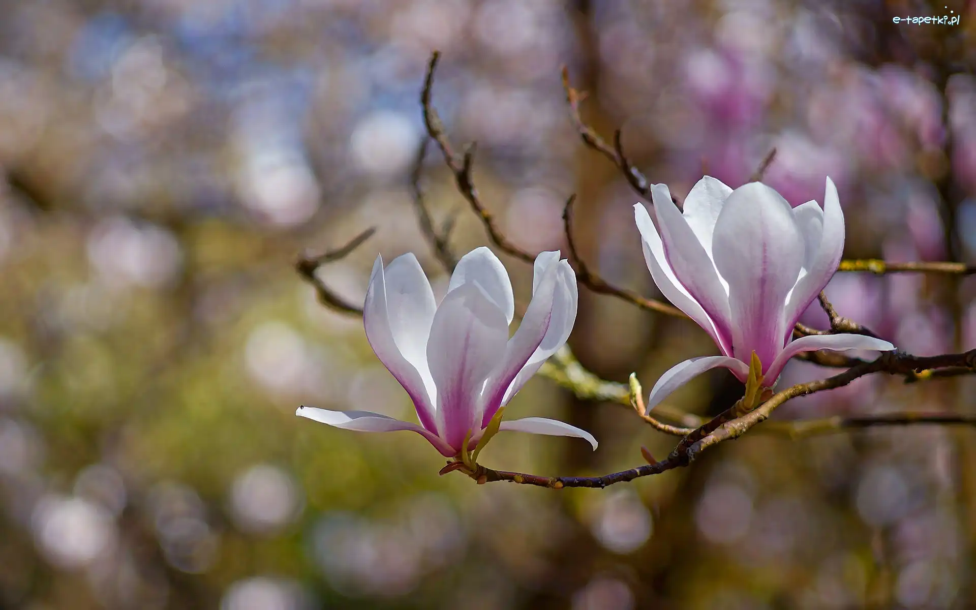Gałęzie, Dwa, Bladoróżowe, Magnolia, Kwiaty