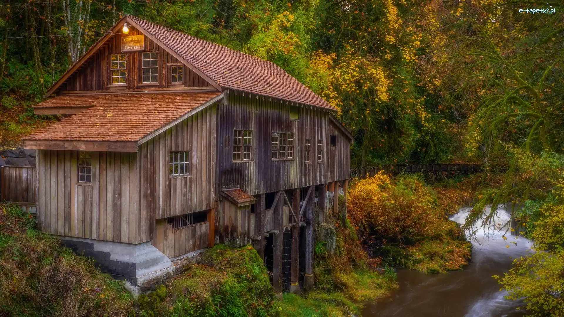 Las, Cedar Creek Grist Mill, Stany Zjednoczone, Stan Waszyngton, Rzeka, Drzewa, Woodland, Młyn