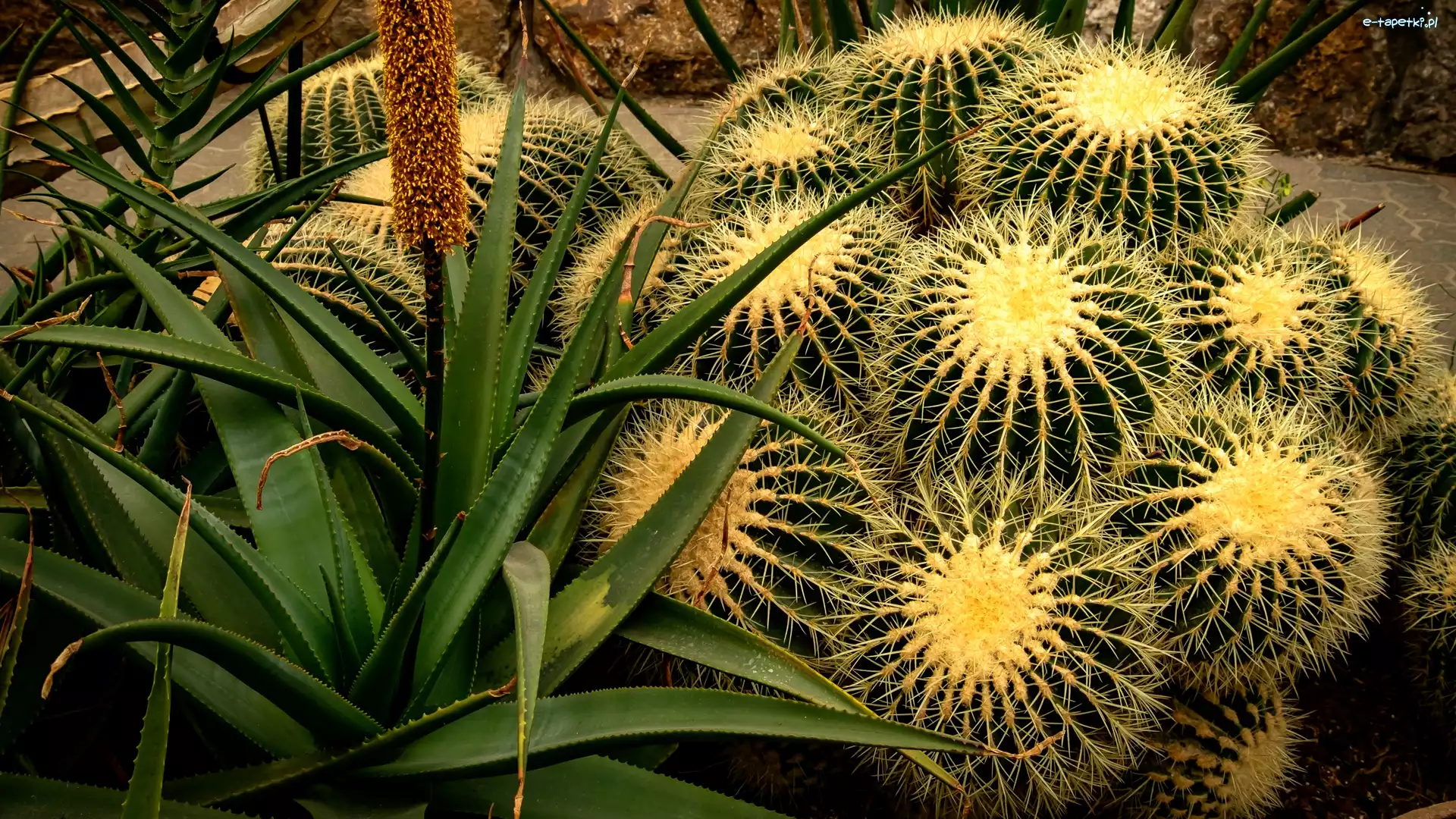 Zbliżenie, Aloes, Kaktusy