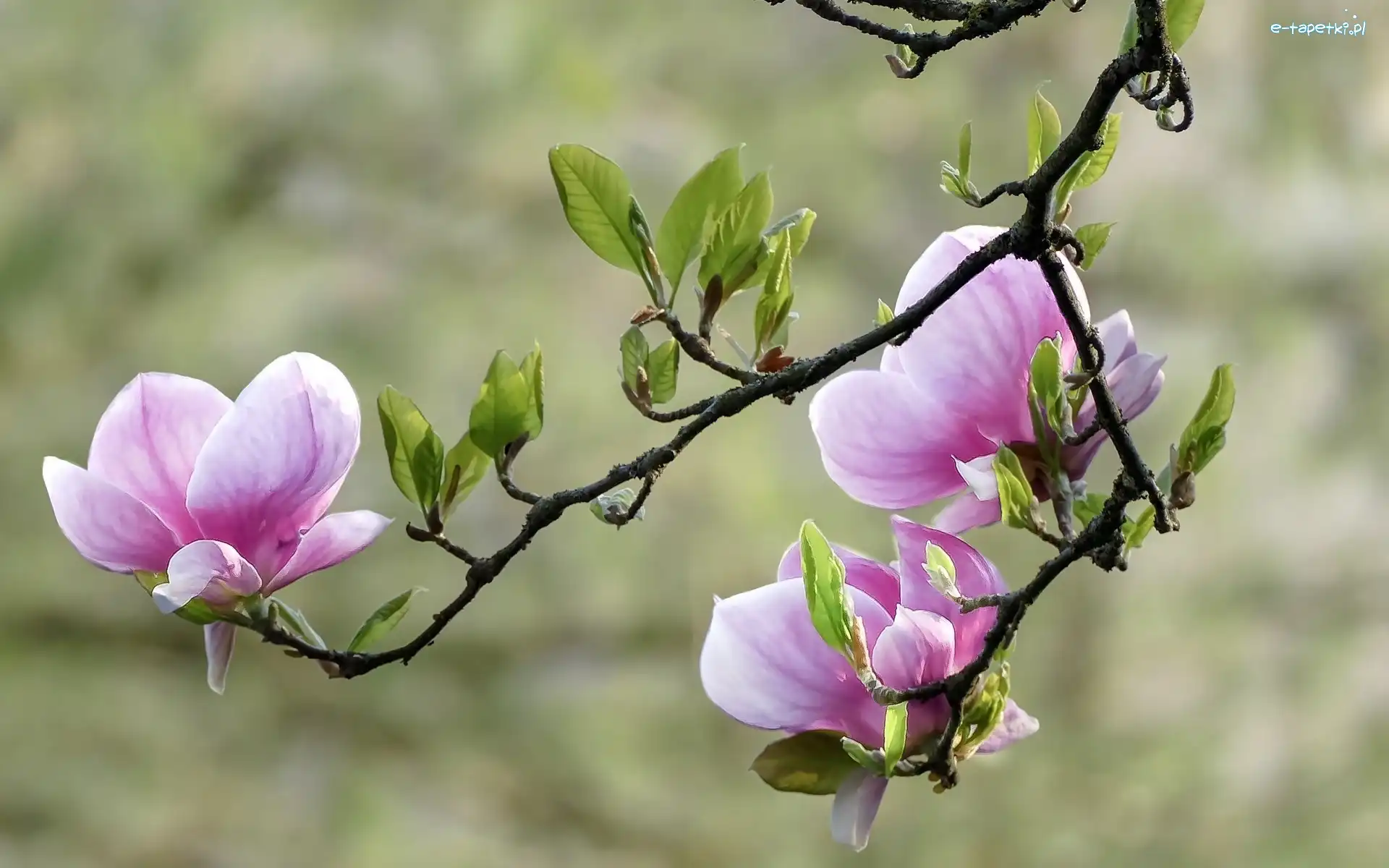 Magnolia, Gałązki, Krzew