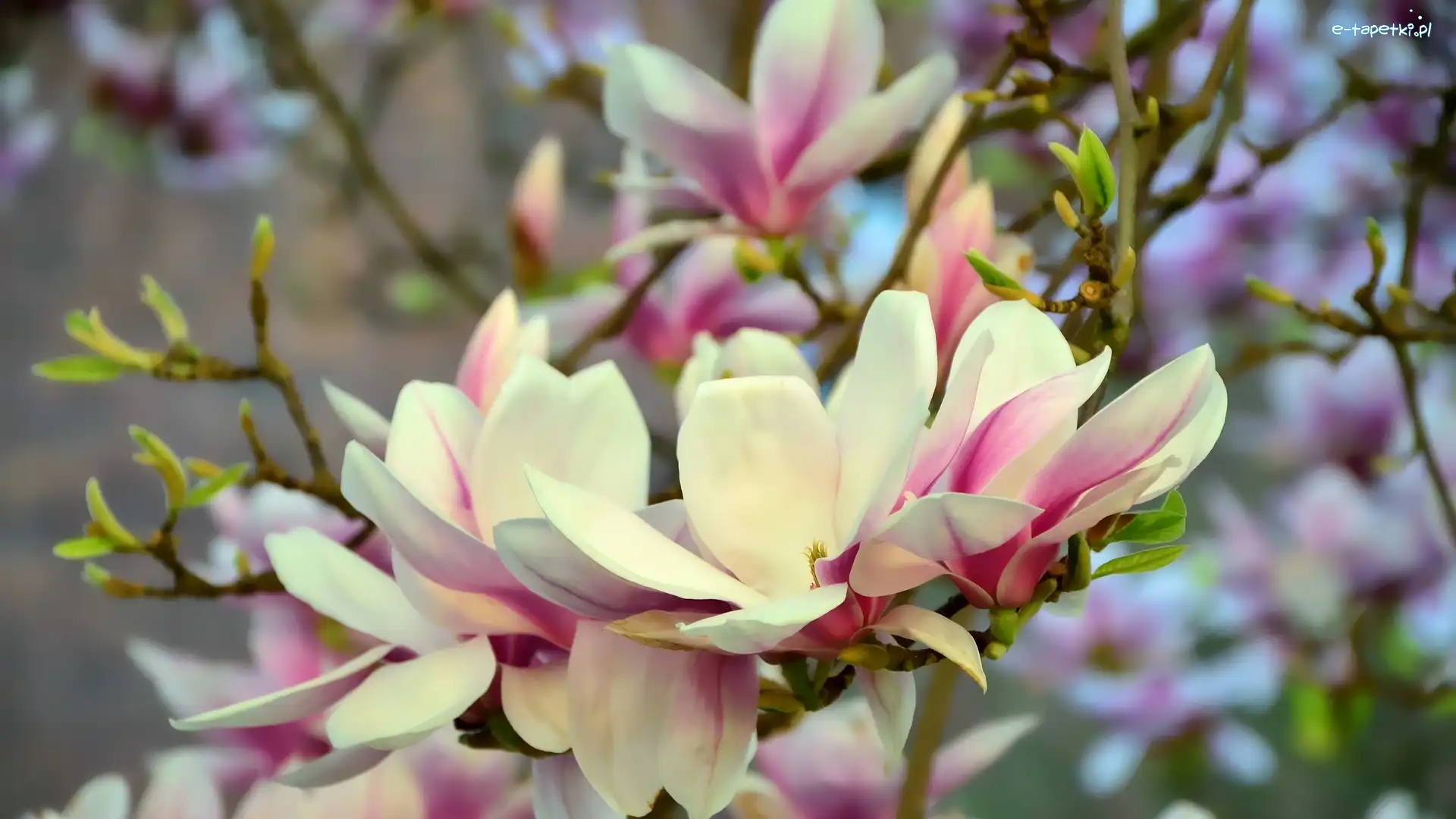 Magnolia, Kwiaty, Jasnoróżowe, Kwitnąca