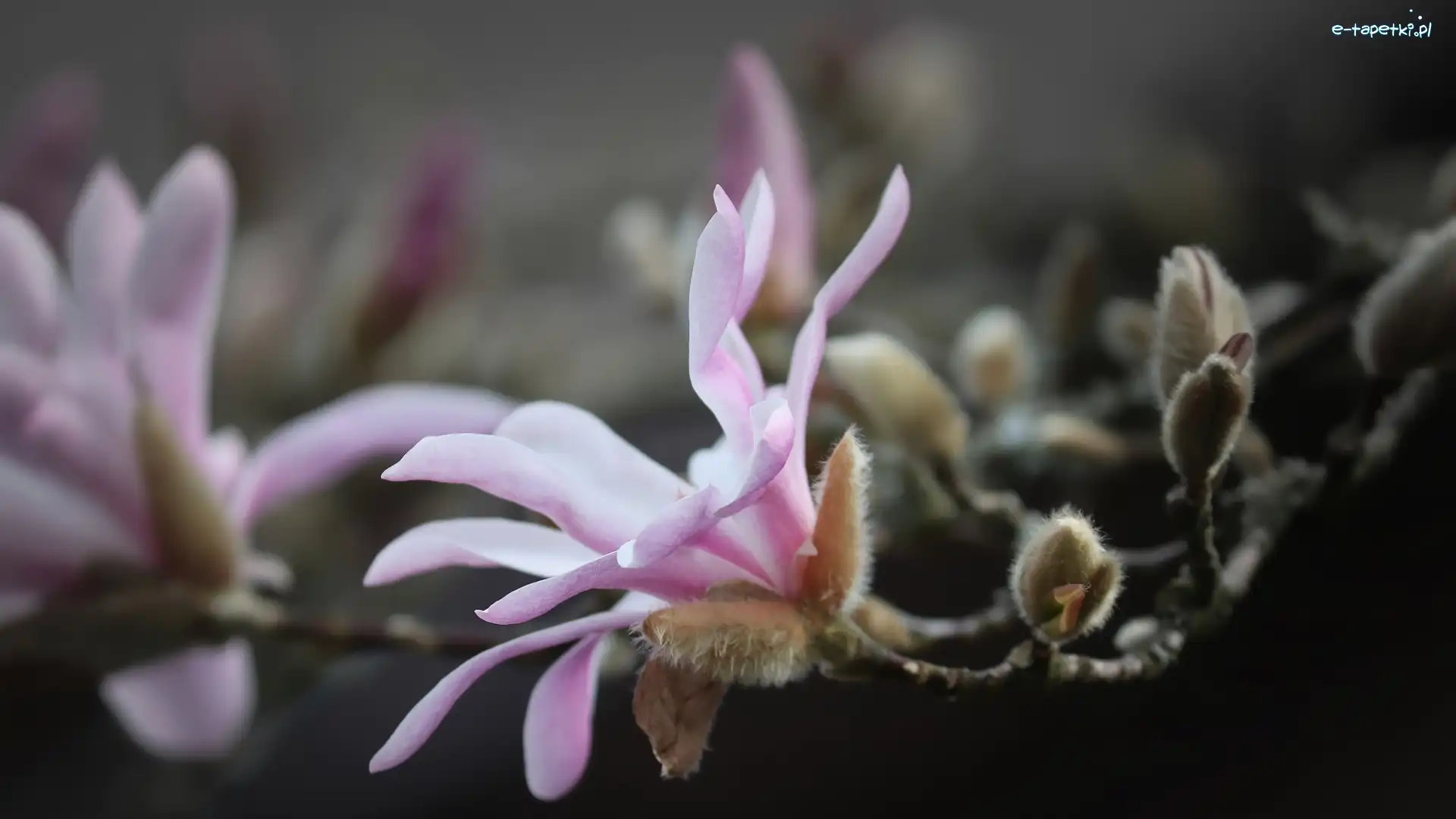 Gałązka, Magnolia, Różowa, Kwiaty