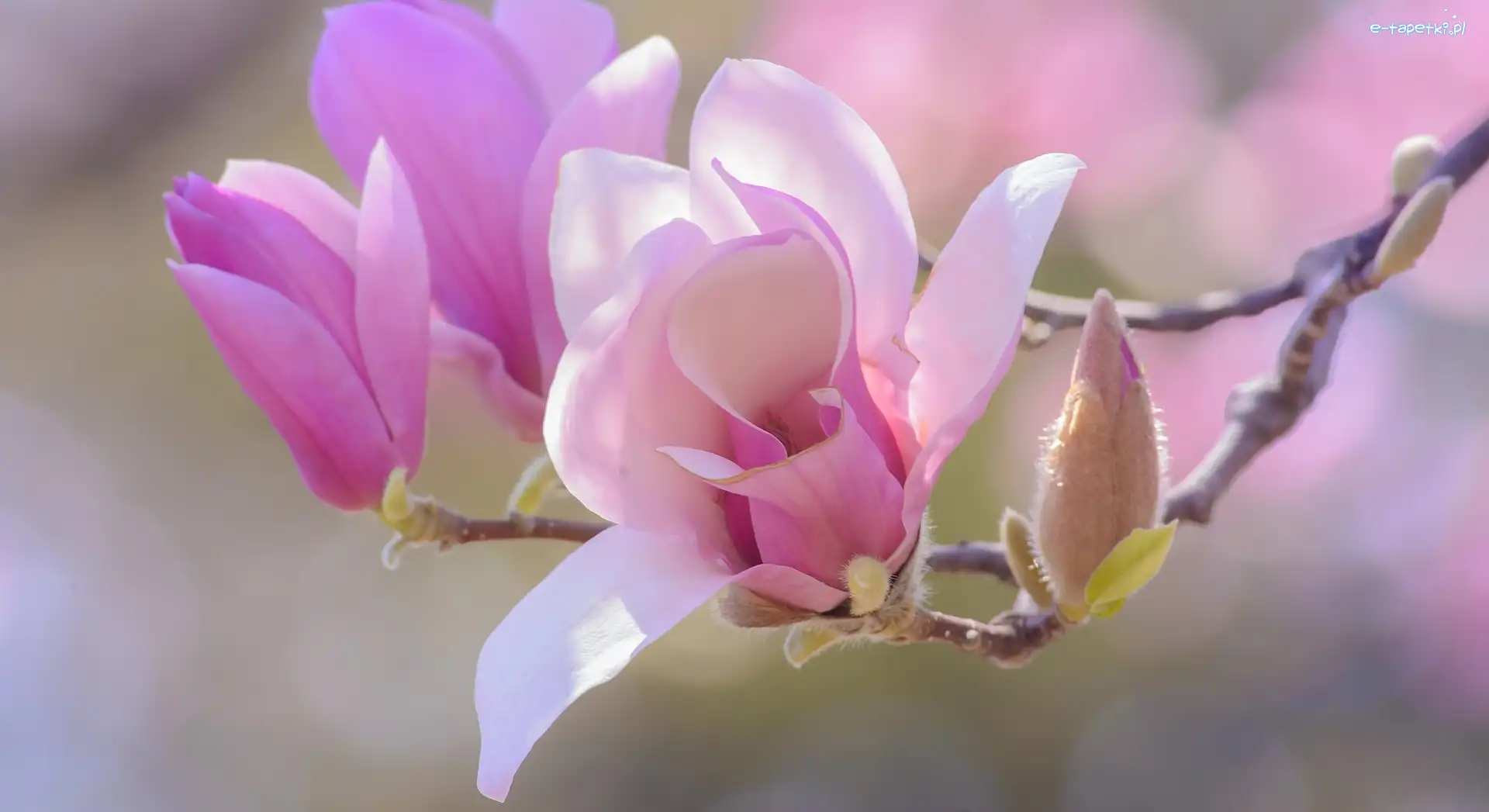 Gałązka, Kwiaty, Bladoróżowe, Magnolia, Pąki