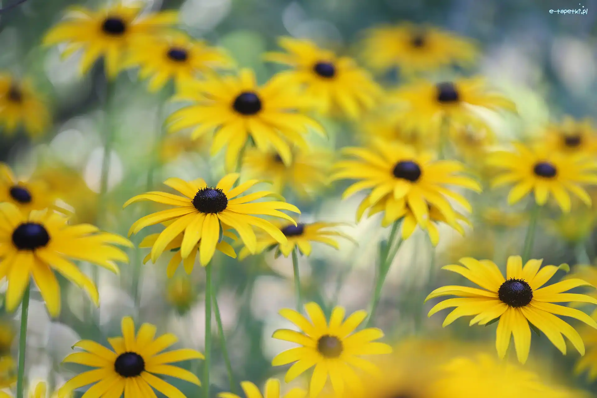 Żółte, Zbliżenie, Kwiaty, Rudbekia