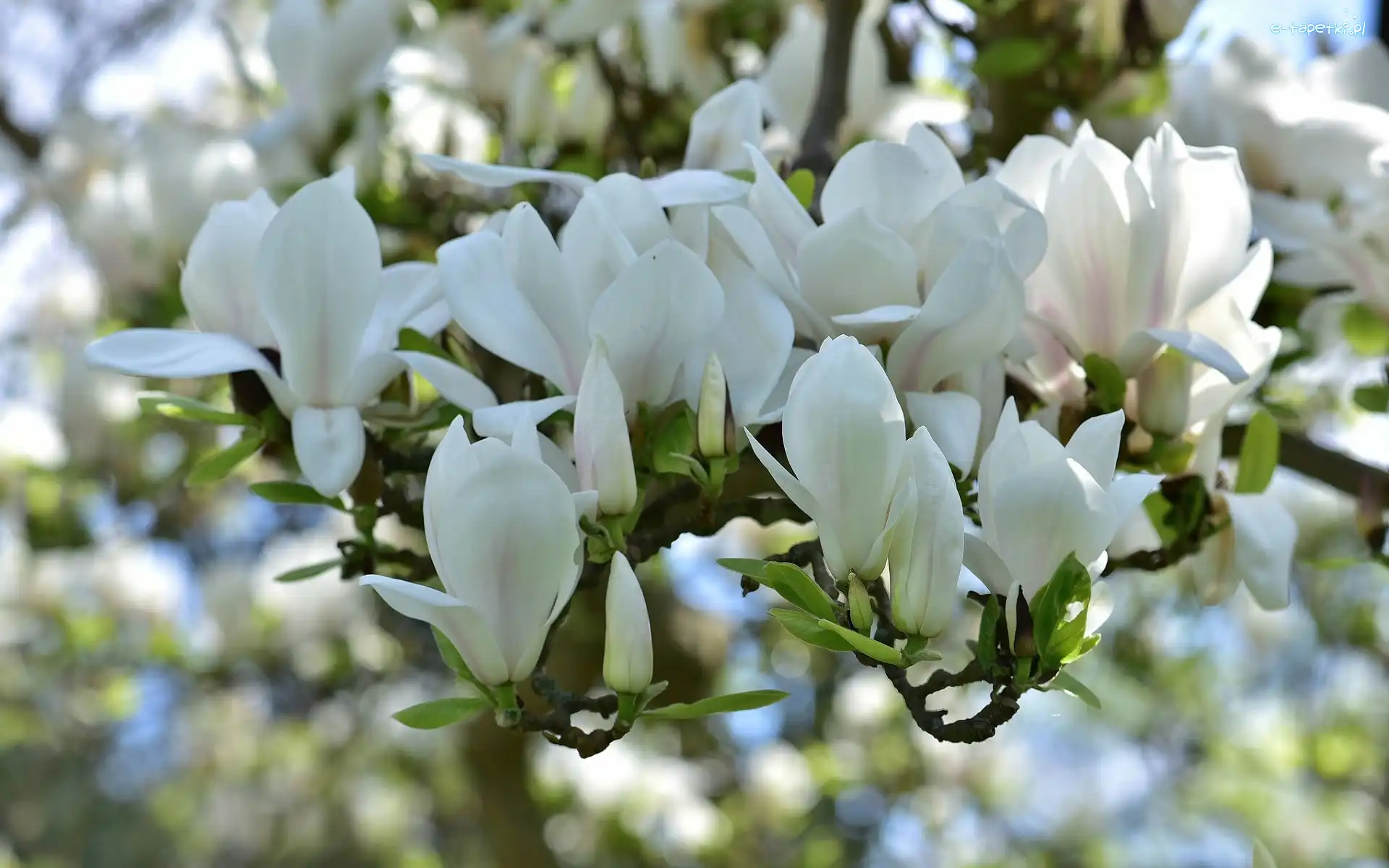 Białe, Magnolia, Kwiaty, Gałęzie
