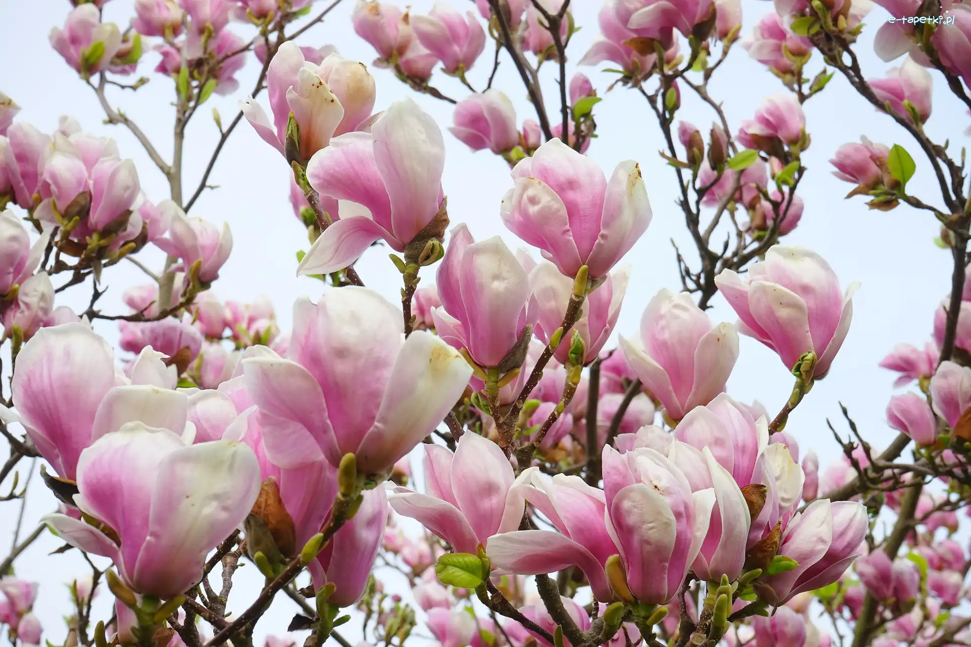Magnolia, Krzew, Gałązki, Różowa