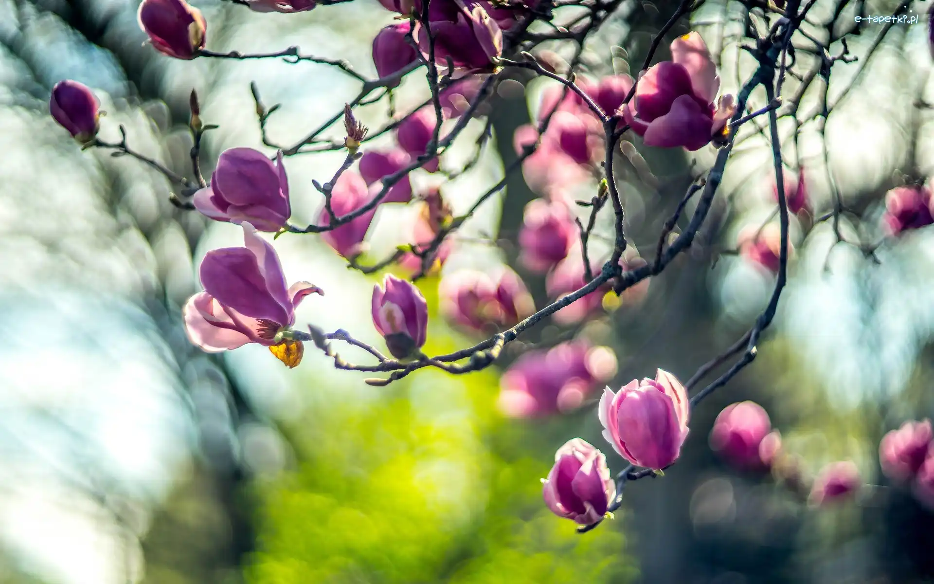 Kwiaty, Pąki, Magnolia, Gałęzie