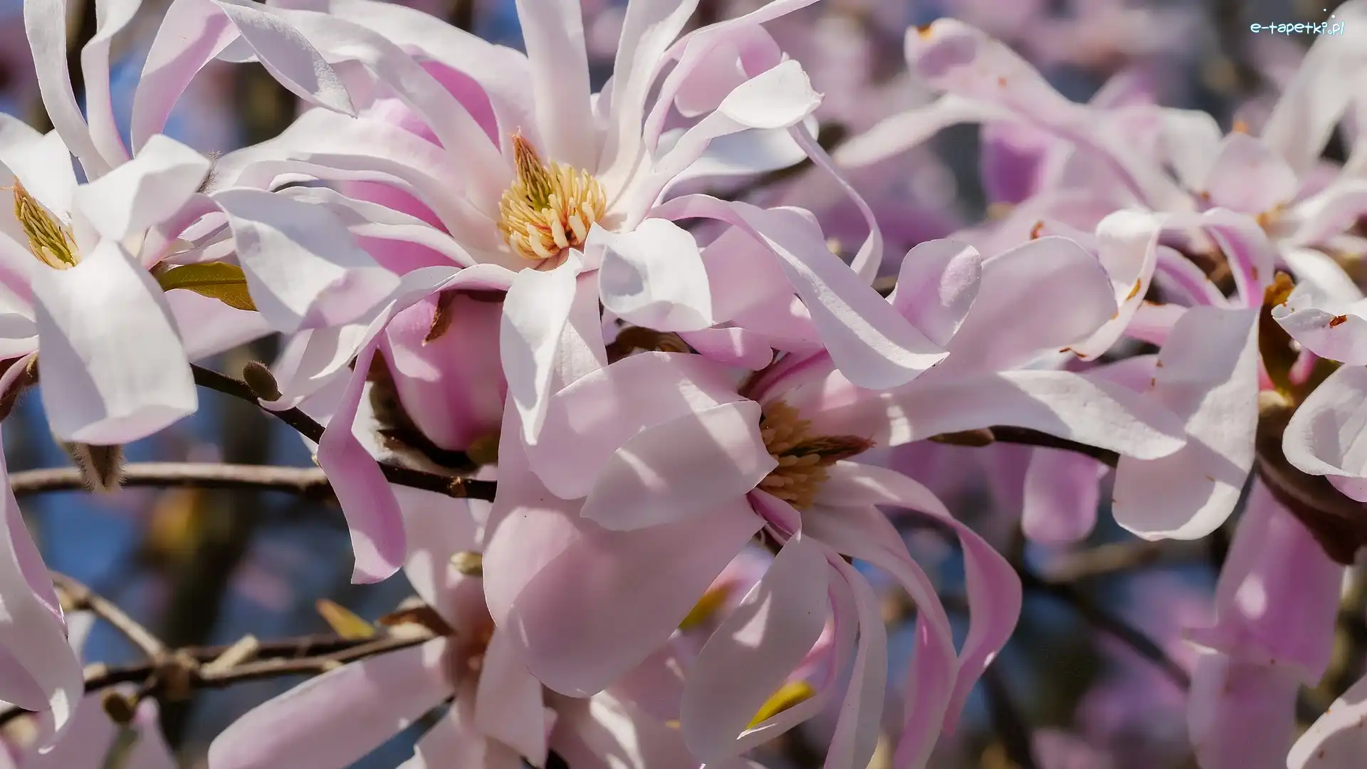 Różowe, Gałązka, Płatki, Magnolia