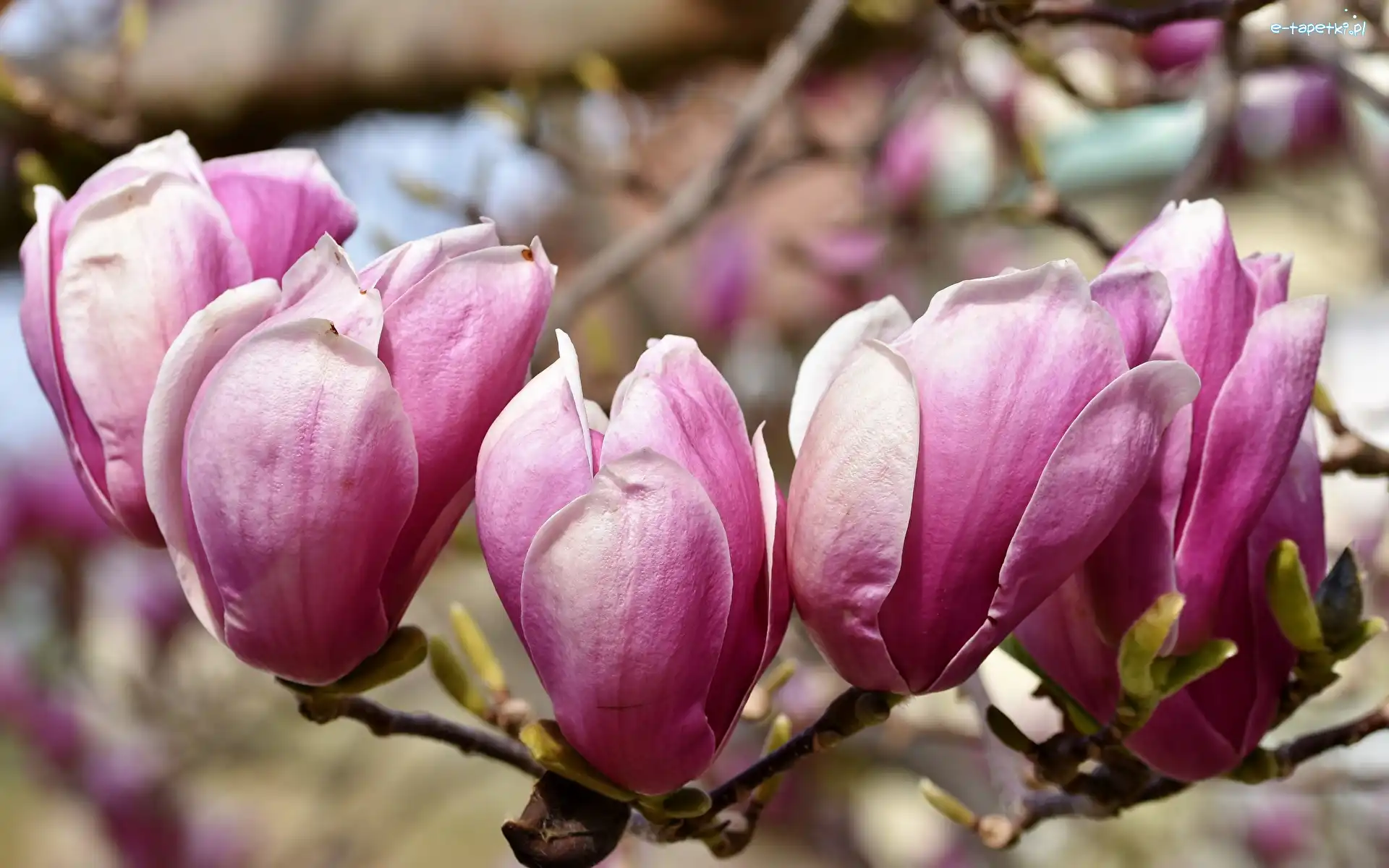 Różowe, Zbliżenie, Kwiaty, Magnolia