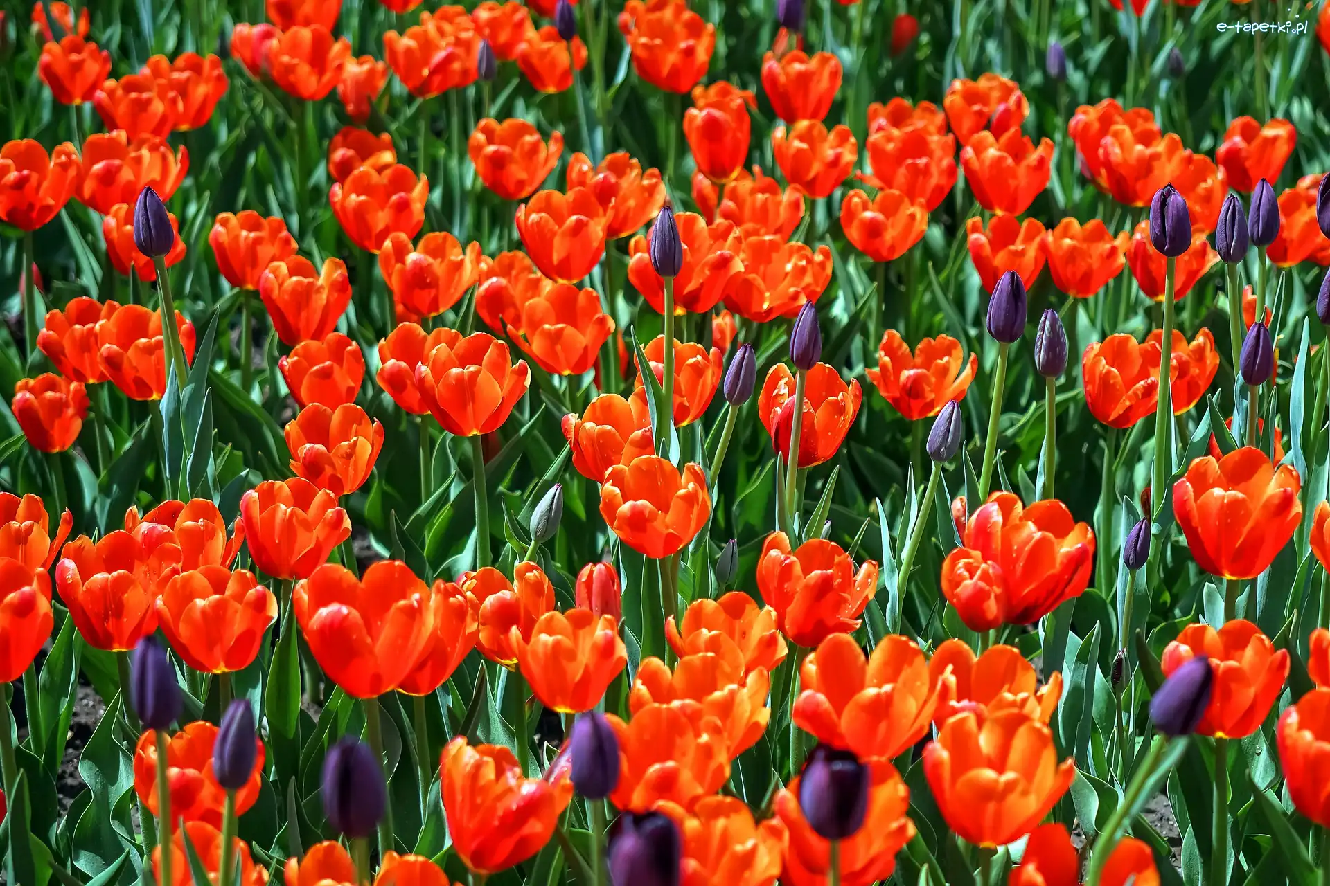 Pole, Tulipany, Kwiaty