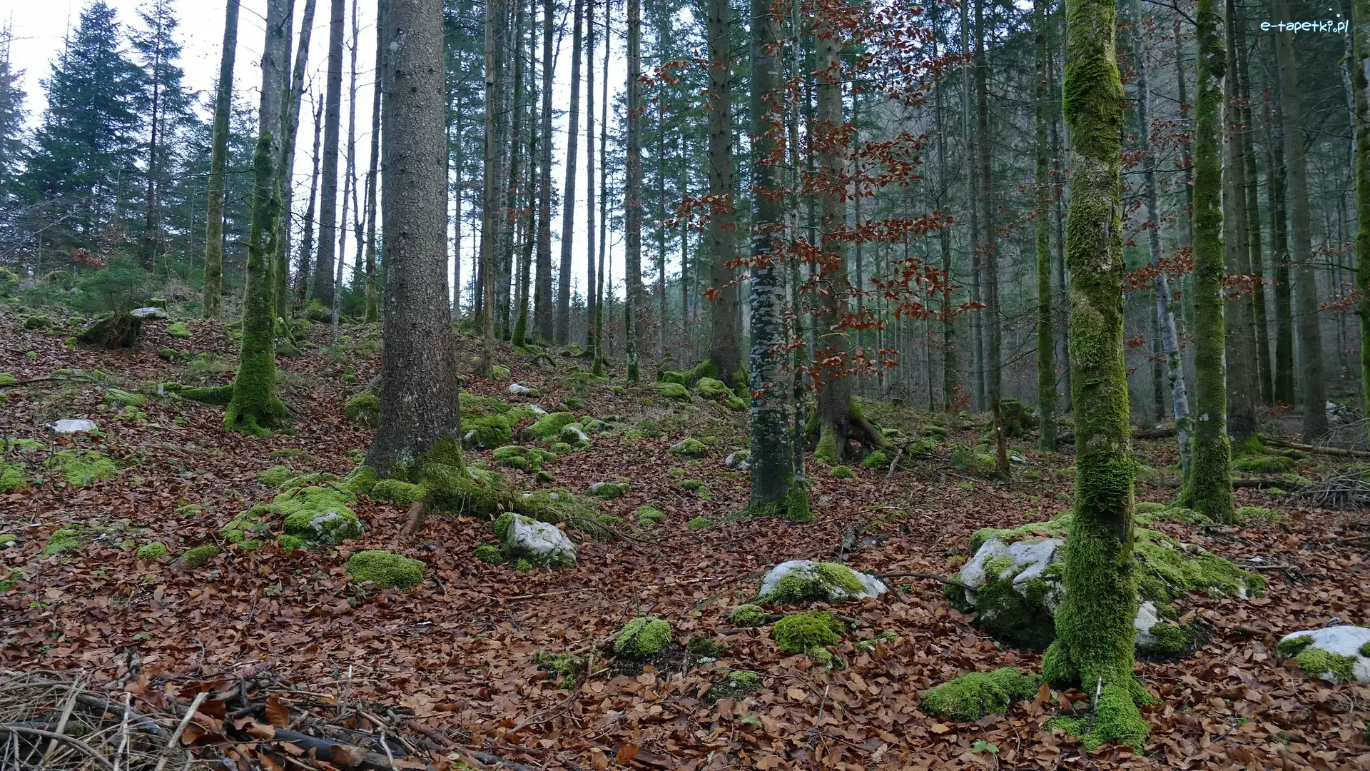 Las, Omszałe, Drzewa, Kamienie, Pnie
