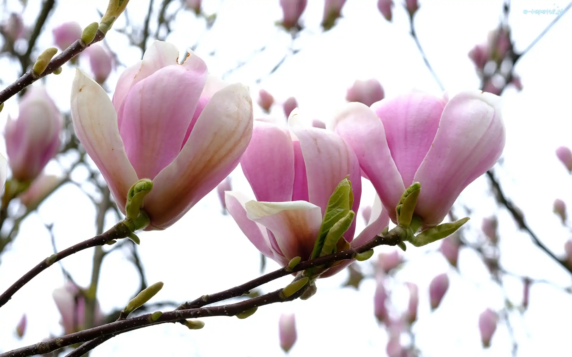 Różowe, Gałązki, Kwiaty, Magnolie