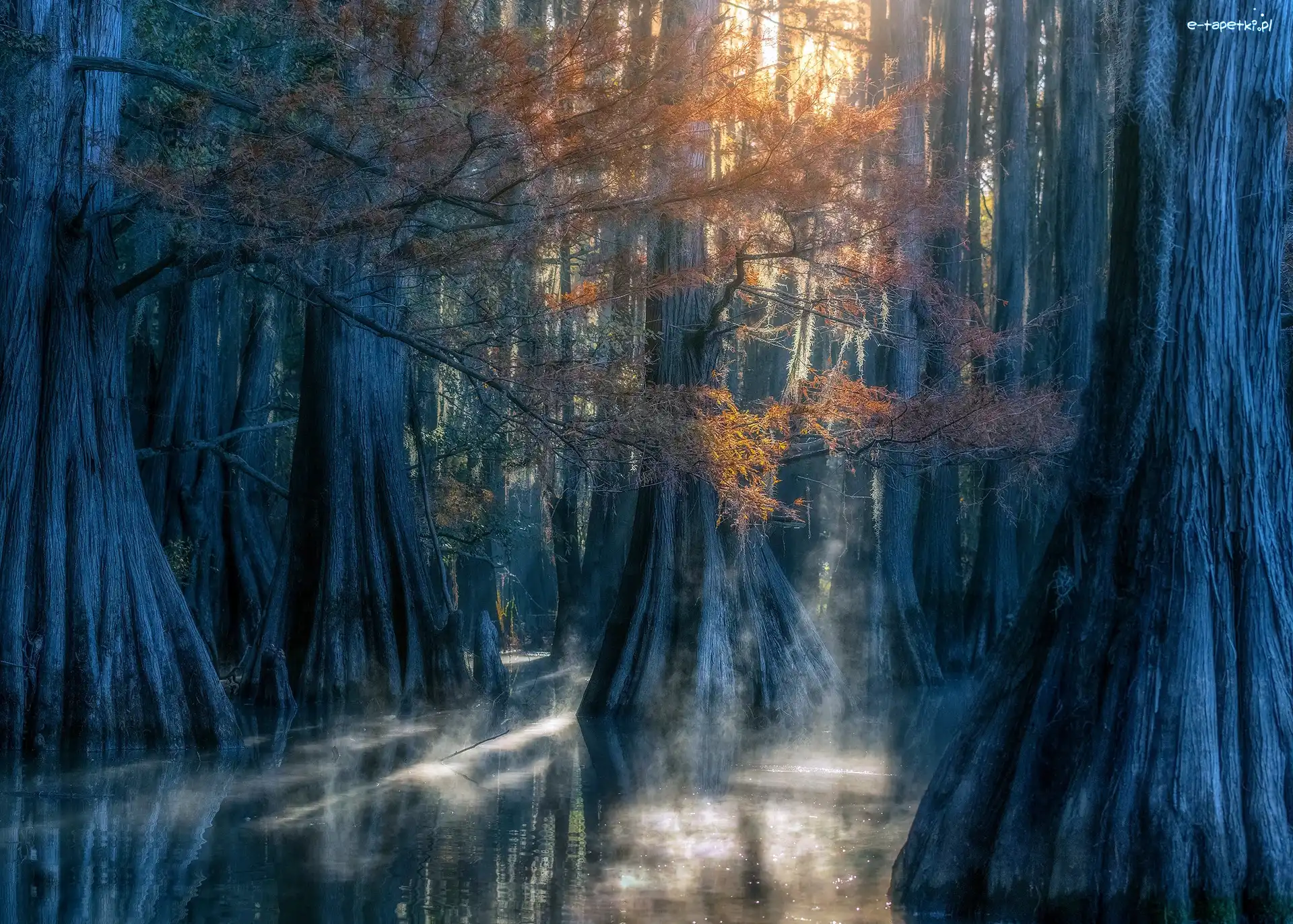 Stan Teksas, Drzewa, Cyprysy, Stany Zjednoczone, Caddo Lake, Jezioro
