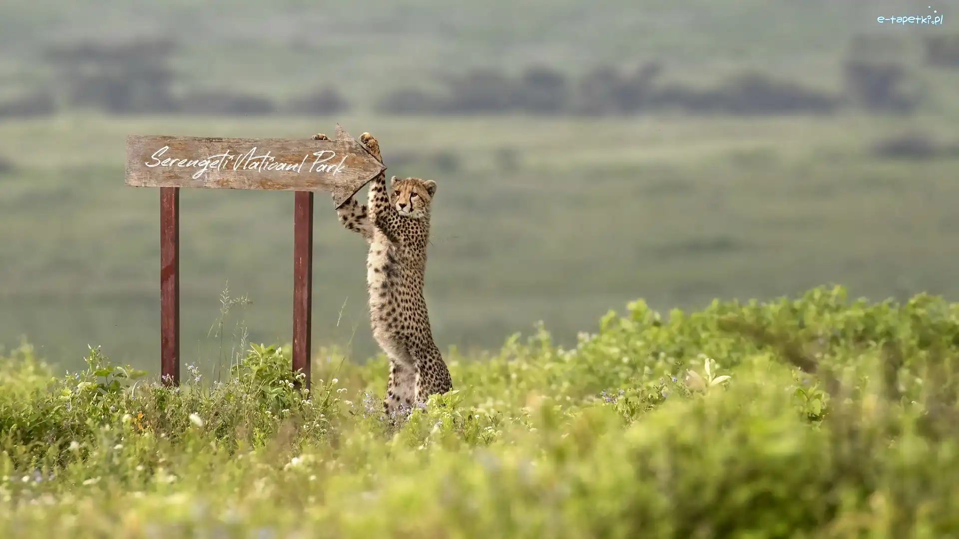 Gepard, Tabliczka, Drogowskaz, Tanzania, Afryka, Park Narodowy Serengeti, Napis