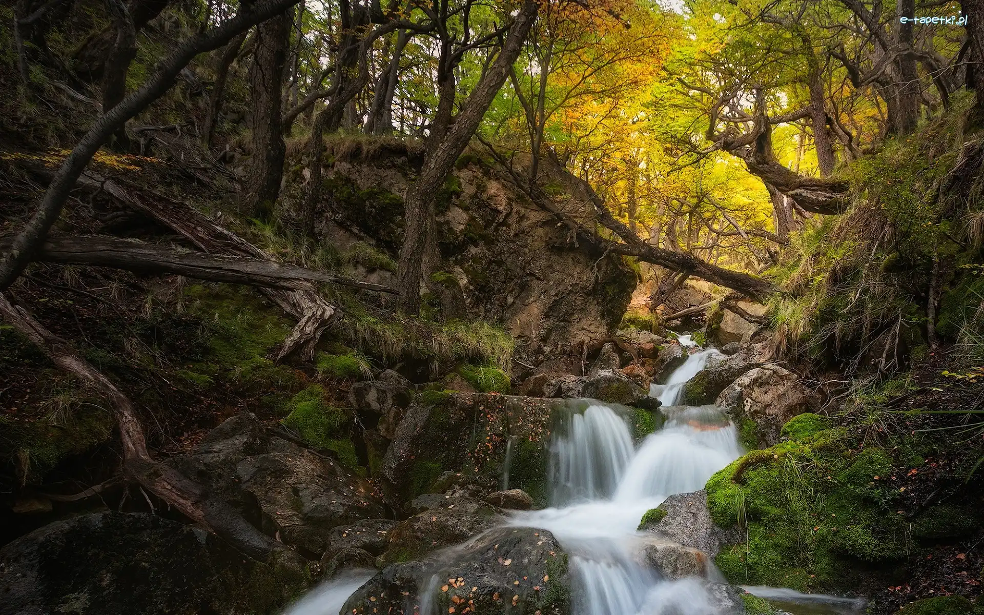 Powalone, Las, Prowincja Santa Cruz, Patagonia, Argentyna, Rzeka, Kamienie, Park Narodowy Los Glaciares, Drzewa