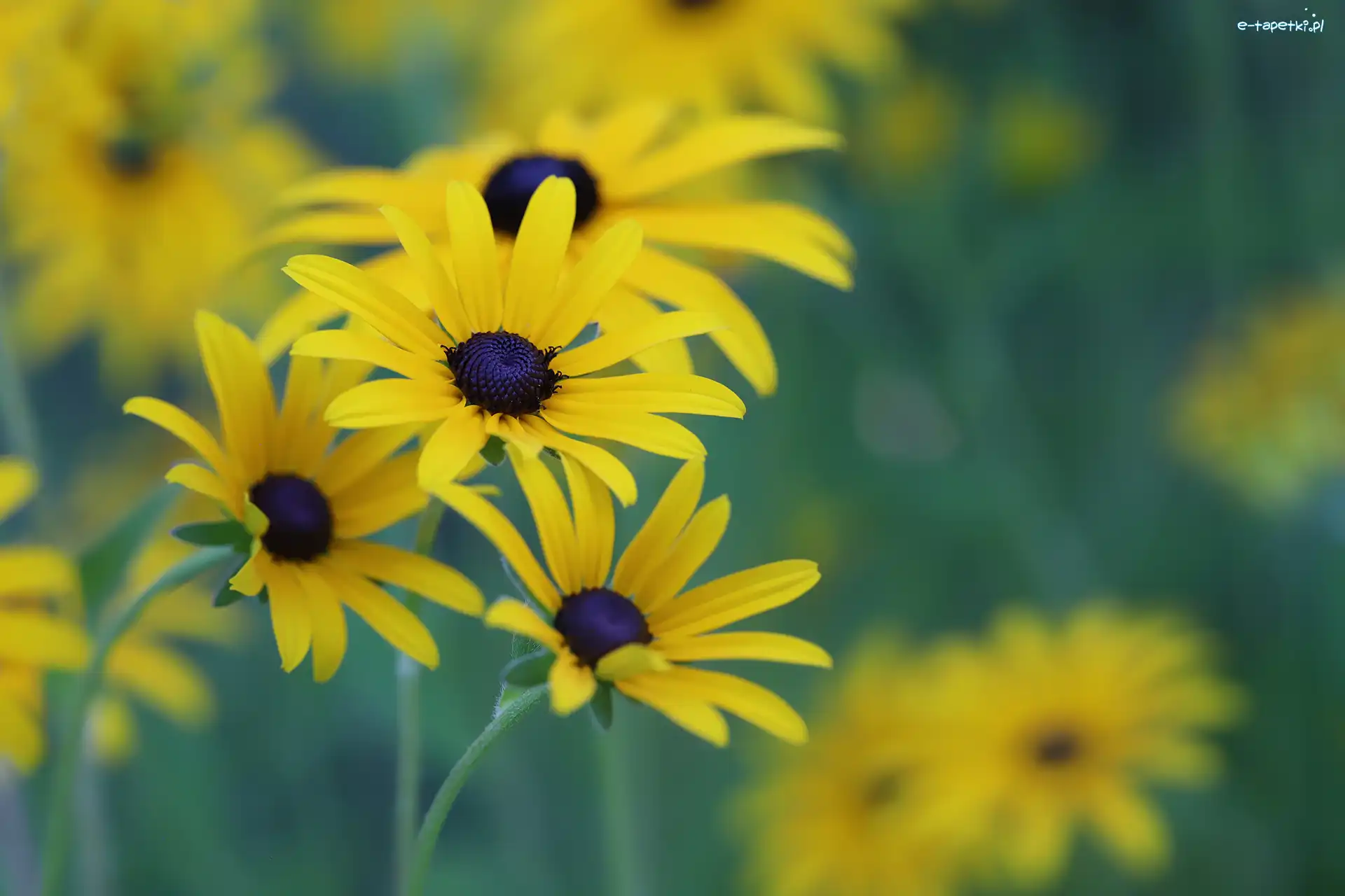 Żółte, Rozmyte tło, Kwiaty, Rudbekie