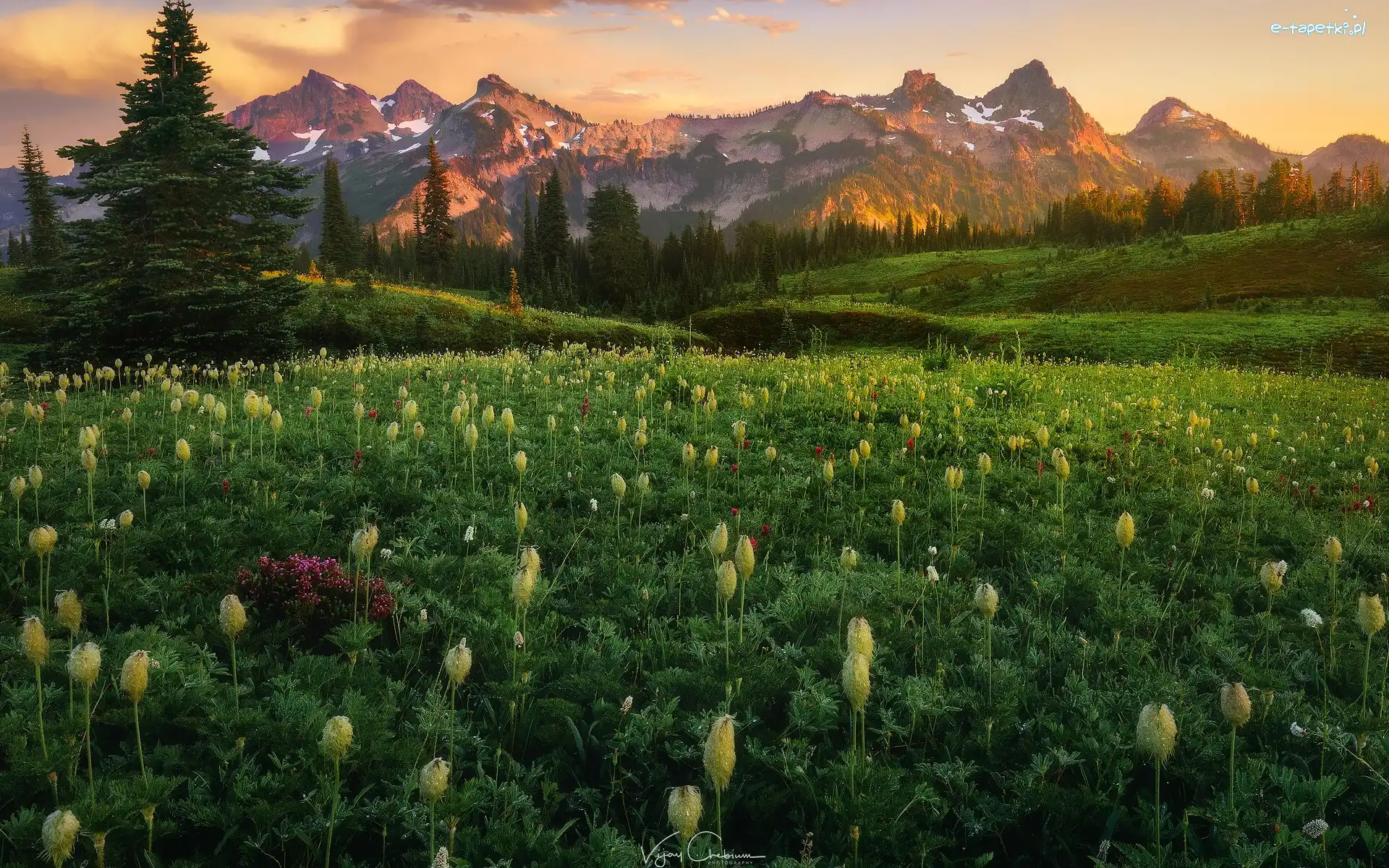 Drzewa, Góry, Stany Zjednoczone, Stan Waszyngton, Tatoosh Range, Łąka, Kwiaty, Park Narodowy Mount Rainier