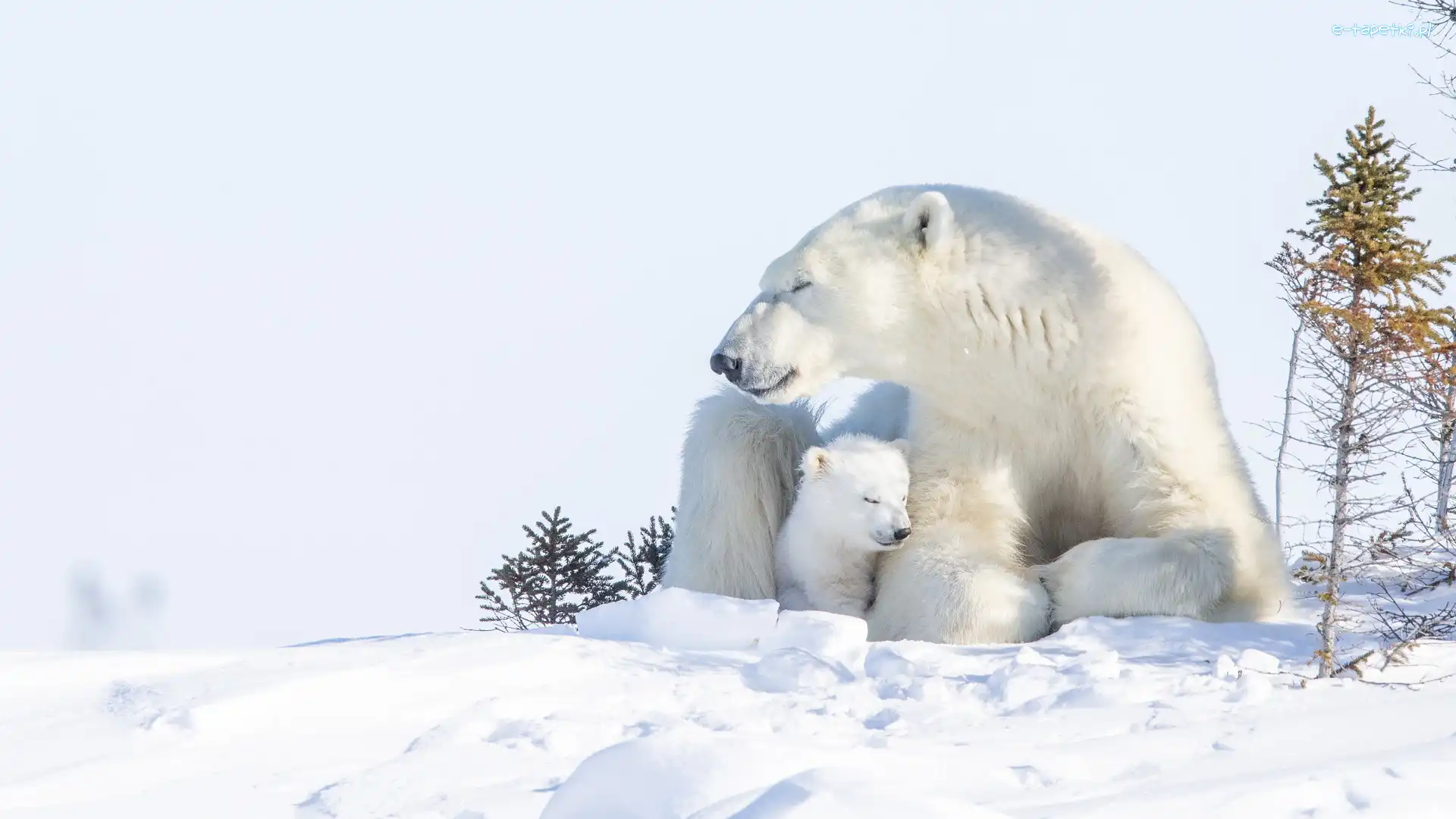 Niedźwiedzica, Śnieg, Niedźwiadek, Niedźwiedzie polarne
