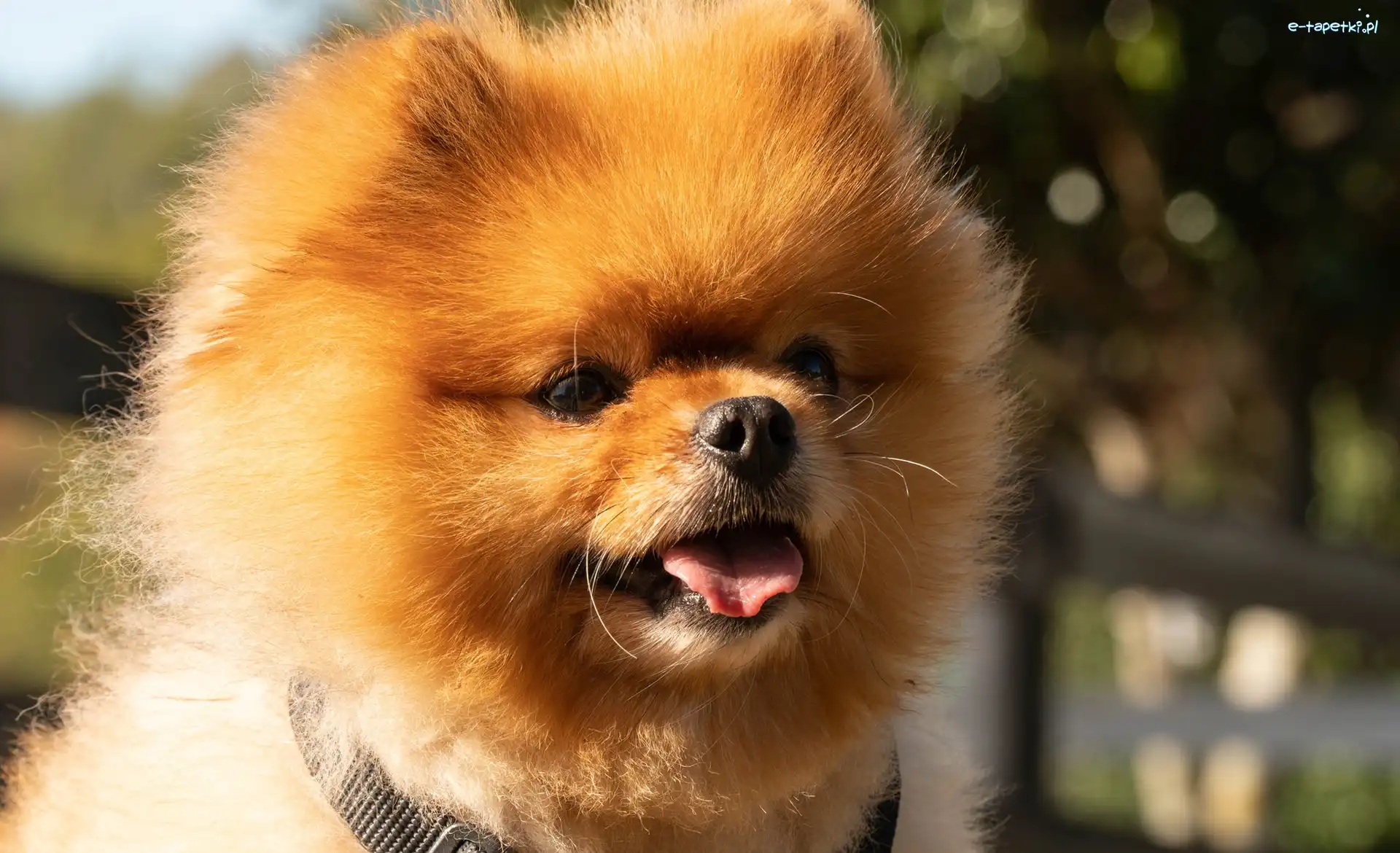 Pies, Pomeranian, Szpic miniaturowy, Język, Mordka