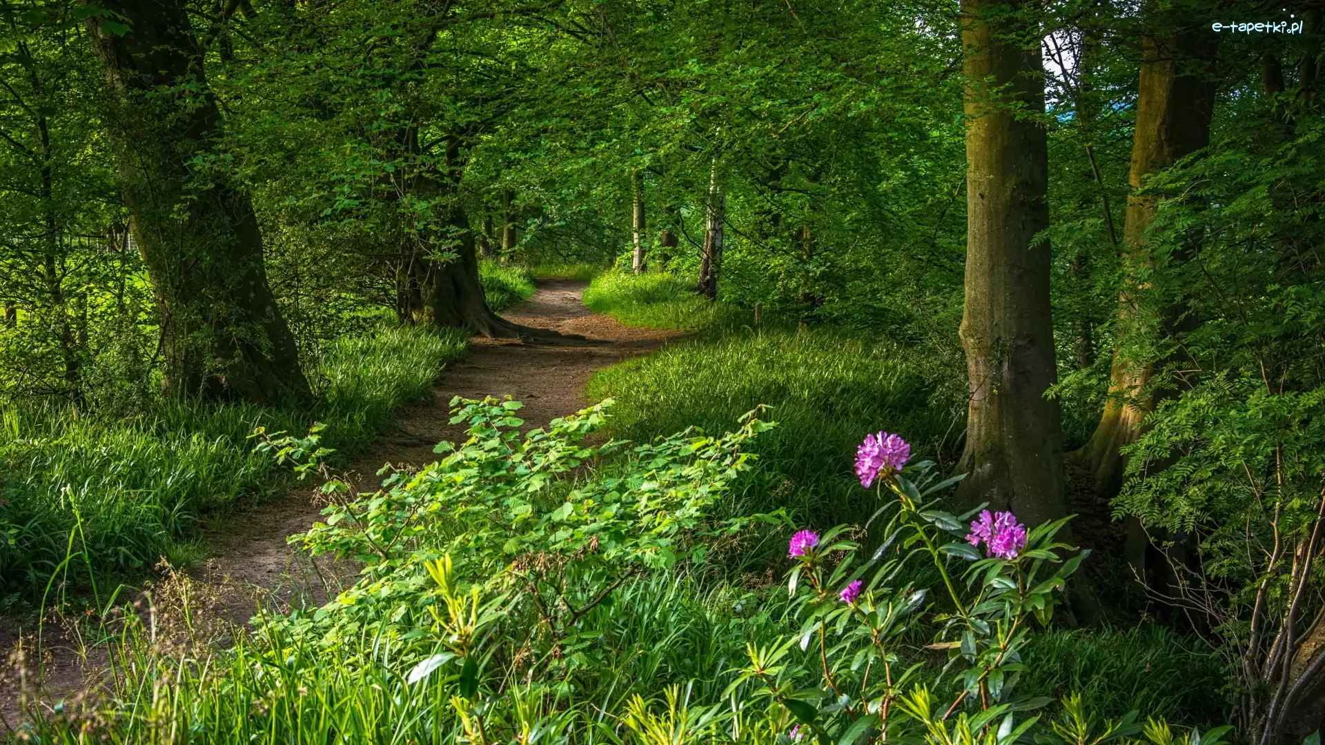 Kwiaty, Drzewa, Rośliny, Różanecznik, Ścieżka, Park