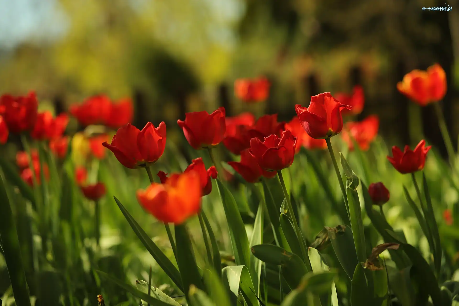 Tulipany, Rozmyte tło, Kwiaty, Czerwone