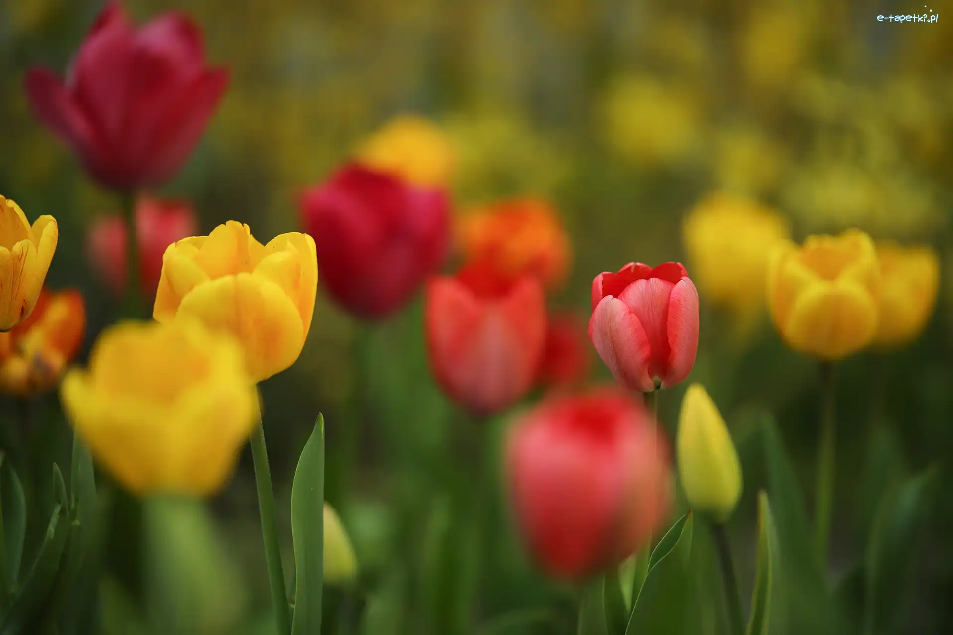 Kolorowe, Żółte, Czerwone, Kwiaty, Tulipany