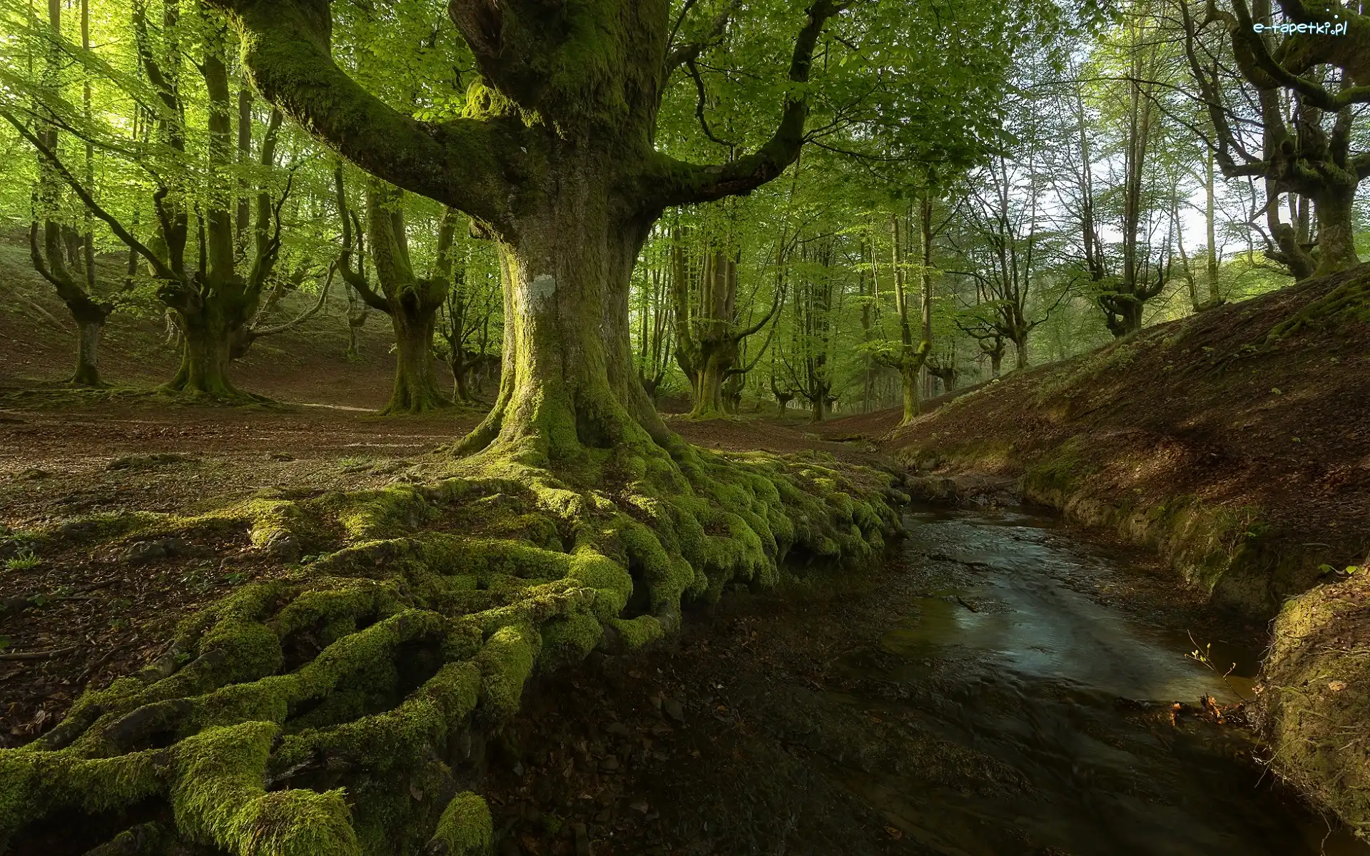 Las, Kraj Basków, Strumyk, Rzeczka, Park Narodowy Gorbea, Omszałe, Drzewa, Hiszpania