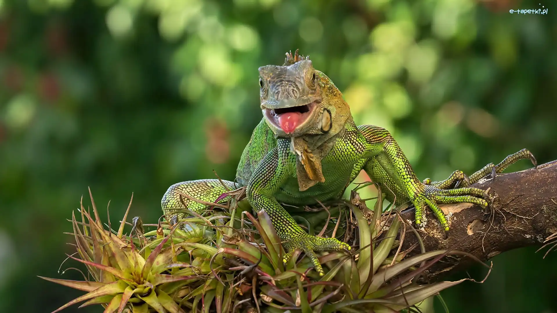Jaszczurka, Iguana, Legwan zielony, Rośliny, Pień