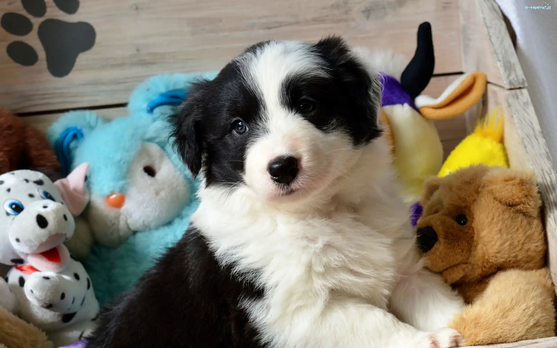 Pies, Zabawki, Border collie, Szczeniak