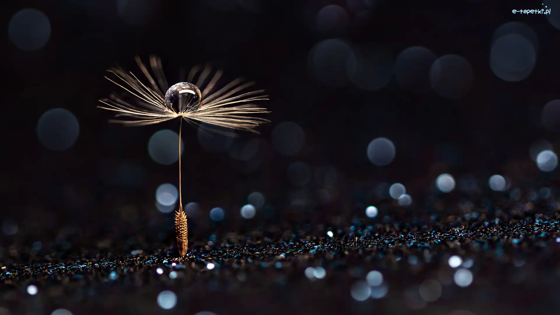 Niełupek, Kropla, Dmuchawca, Makro, Bokeh