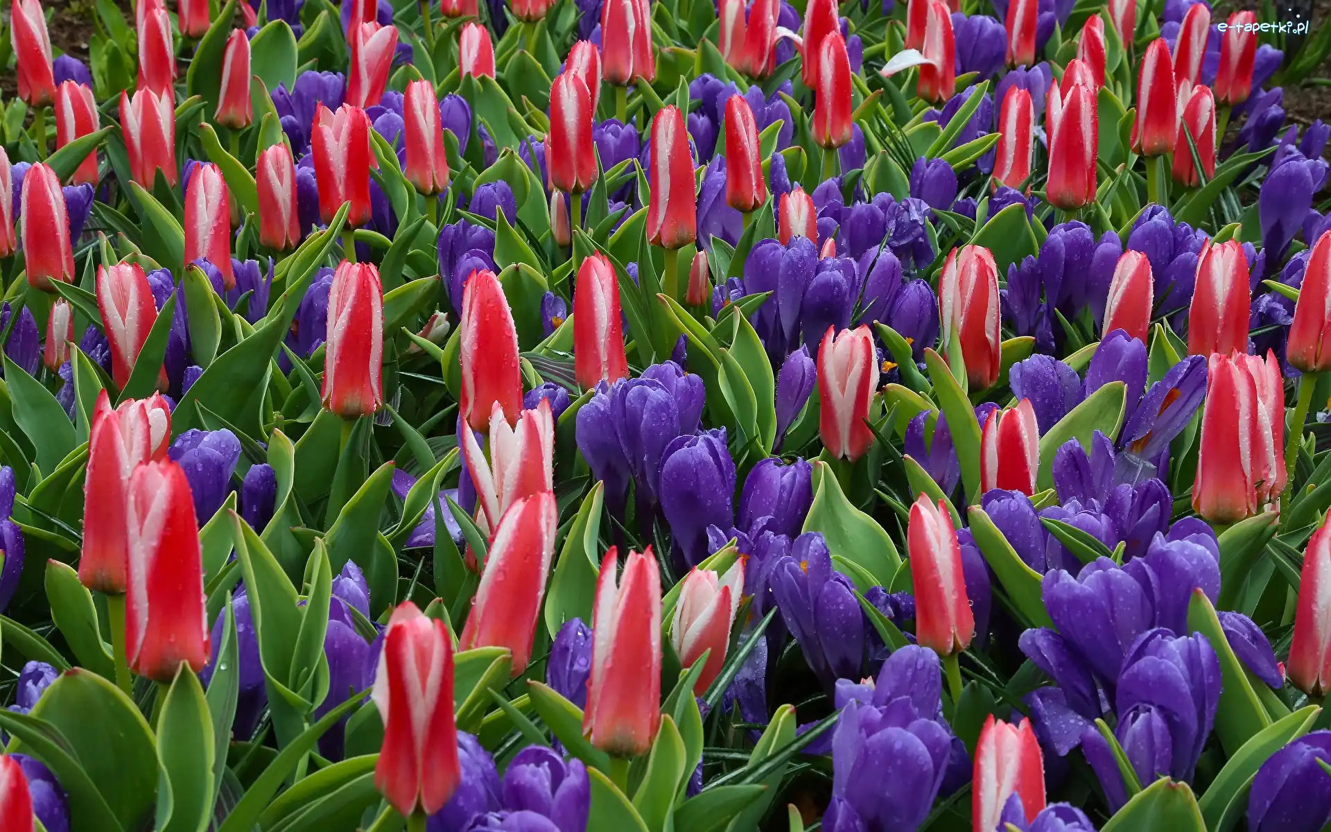 Kwiaty, Tulipany, Kolorowe, Krople, Krokusy