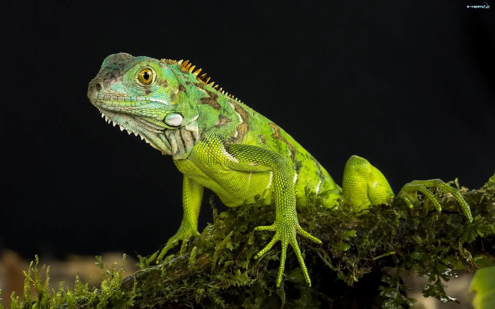 Iguana, Legwan zielony, Jaszczurka