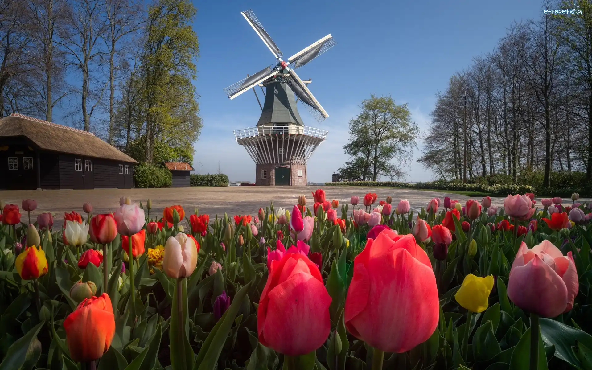 Keukenhof, Tulipany, Drzewa, Holandia, Wiatrak, Ogród