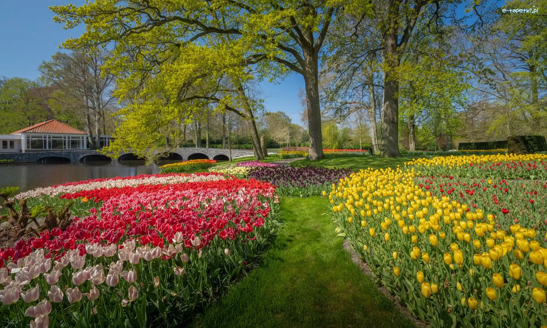 Drzewa, Ogród, Holandia, Most, Kwiaty, Tulipany, Rzeka, Wiosna, Park, Keukenhof