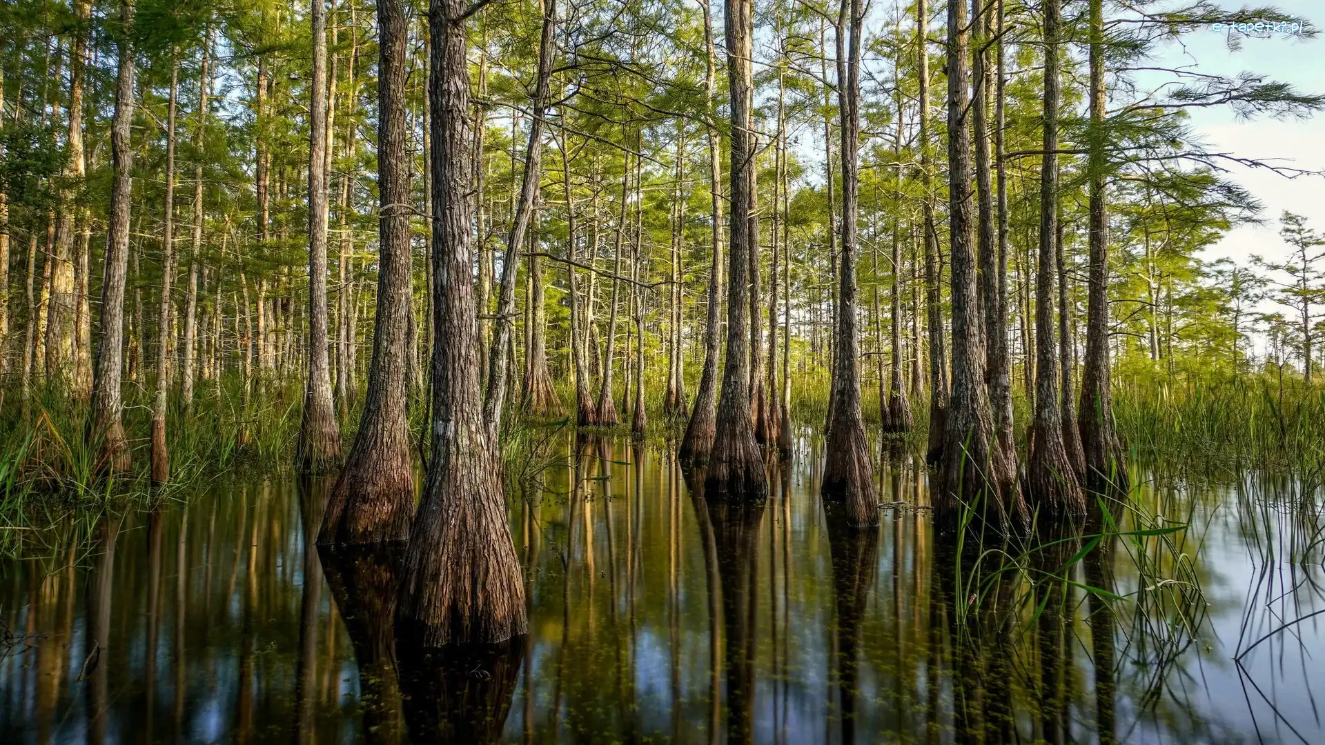 Mokradła, Drzewa, Stany Zjednoczone, Stan Floryda, Cyprysy, Rezerwat, Big Cypress National Preserve, Las