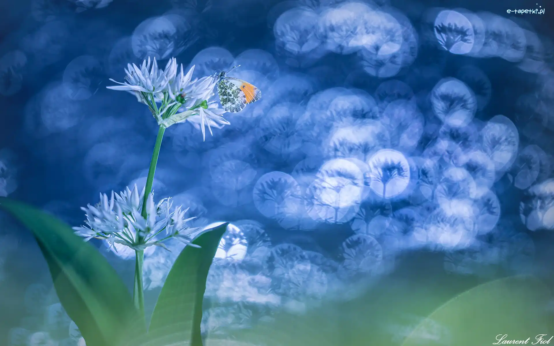 Kwiaty, Motyl, Czosnek niedźwiedzi, Bokeh, Zorzynek rzeżuchowiec