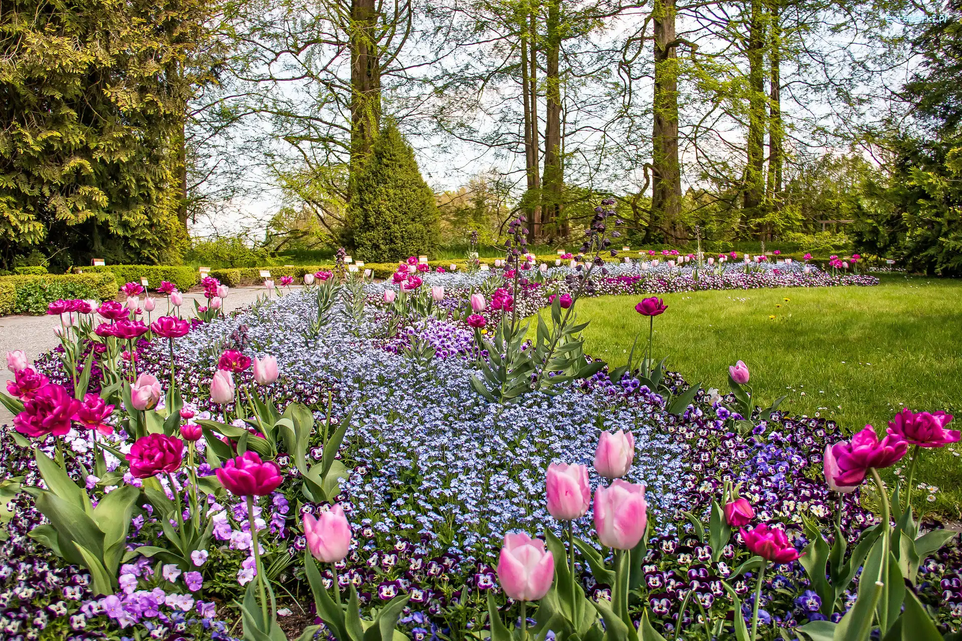 Kwiaty, Alejka, Wiosna, Bratki, Drzewa, Tulipany, Niezapominajki, Park