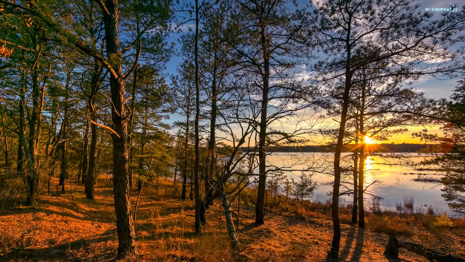 Drzewa, Wschód słońca, Jezioro, Las