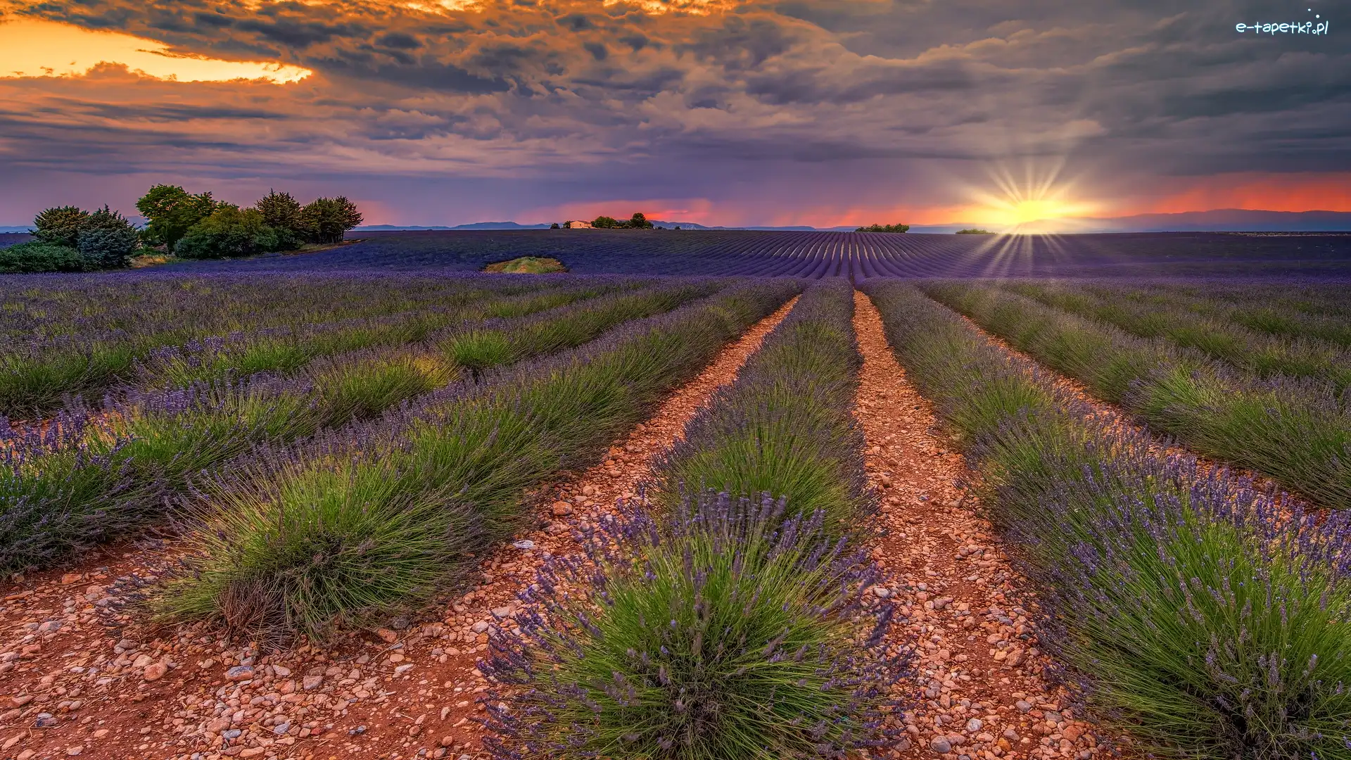 Drzewa, Lawenda, Francja, Prowansja, Pole, Zachód słońca, Valensole, Plantacja