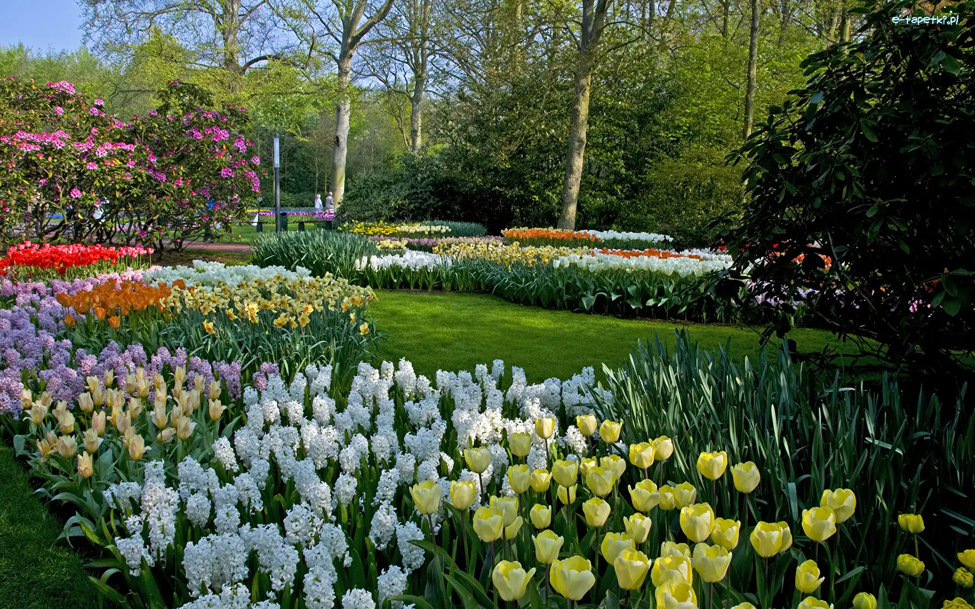 Krzewy, Park, Holandia, Drzewa, Kwiaty, Tulipany, Hiacynty, Wiosna, Ogród, Keukenhof