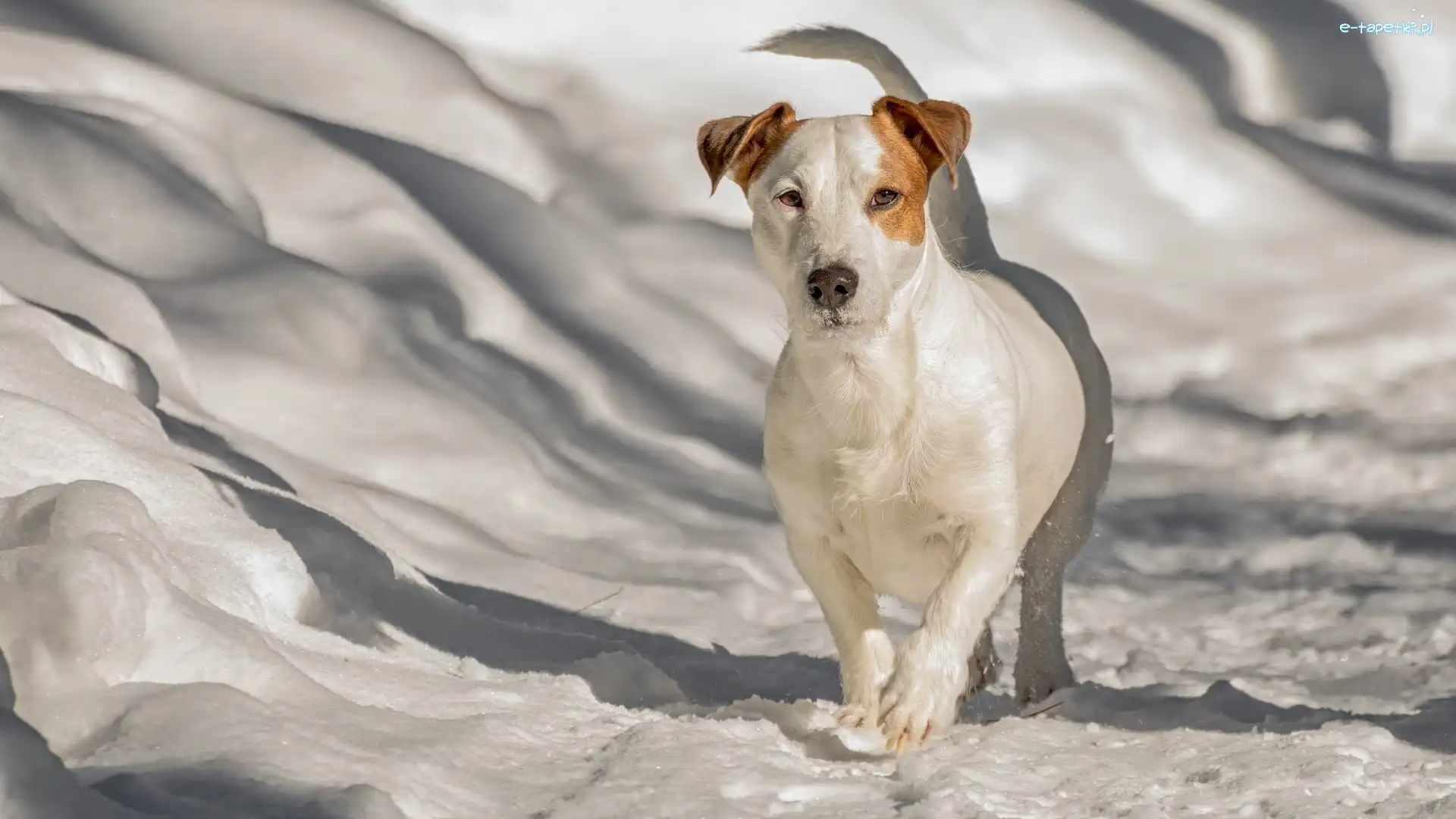 Śnieg, Jack Russell terrier, Pies