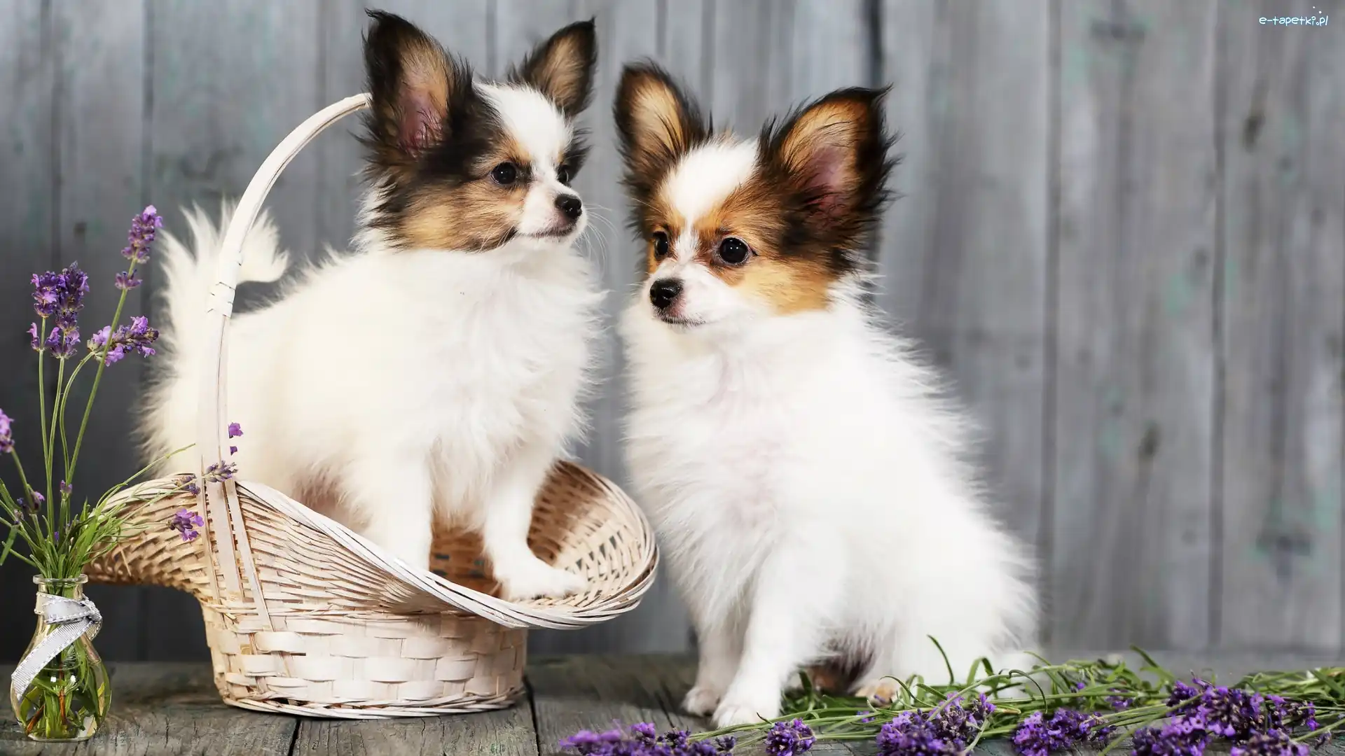 Dwa, Chihuahua długowłosa, Psy, Lawenda, Koszyk
