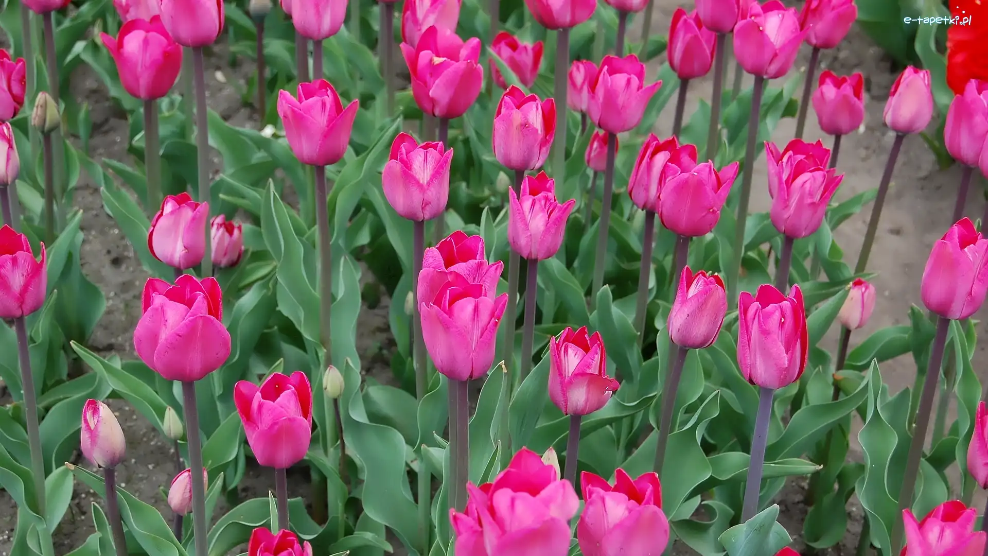 Tulipany, Kwiaty, Ciemnoróżowe