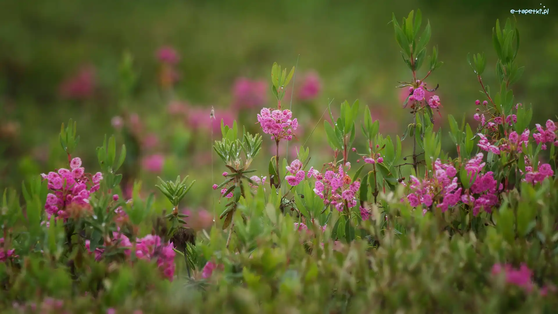 Kalmia wielokwiatowa, Kwiaty, Różowe