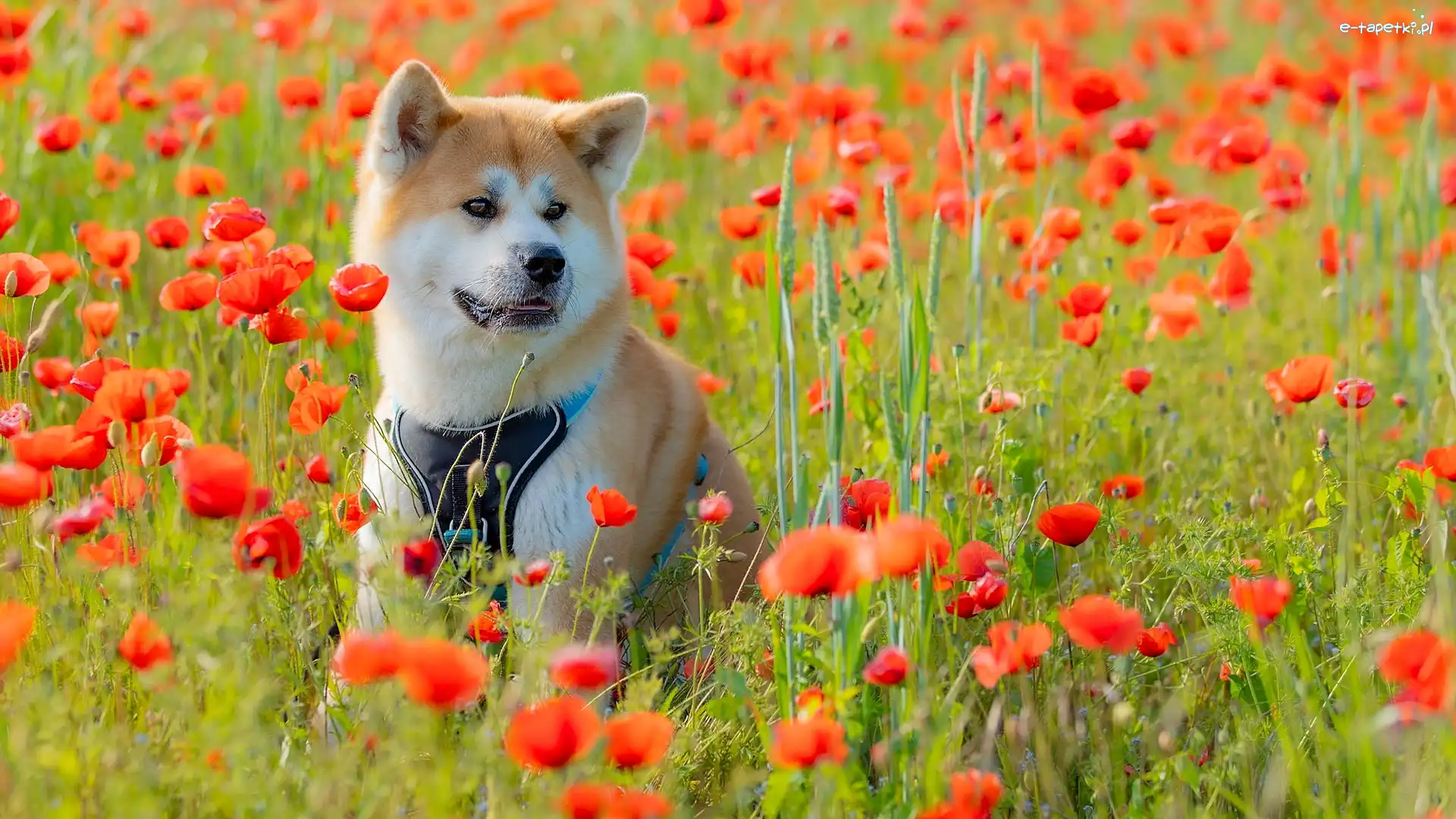 Akita inu, Maki, Łąka, Pies