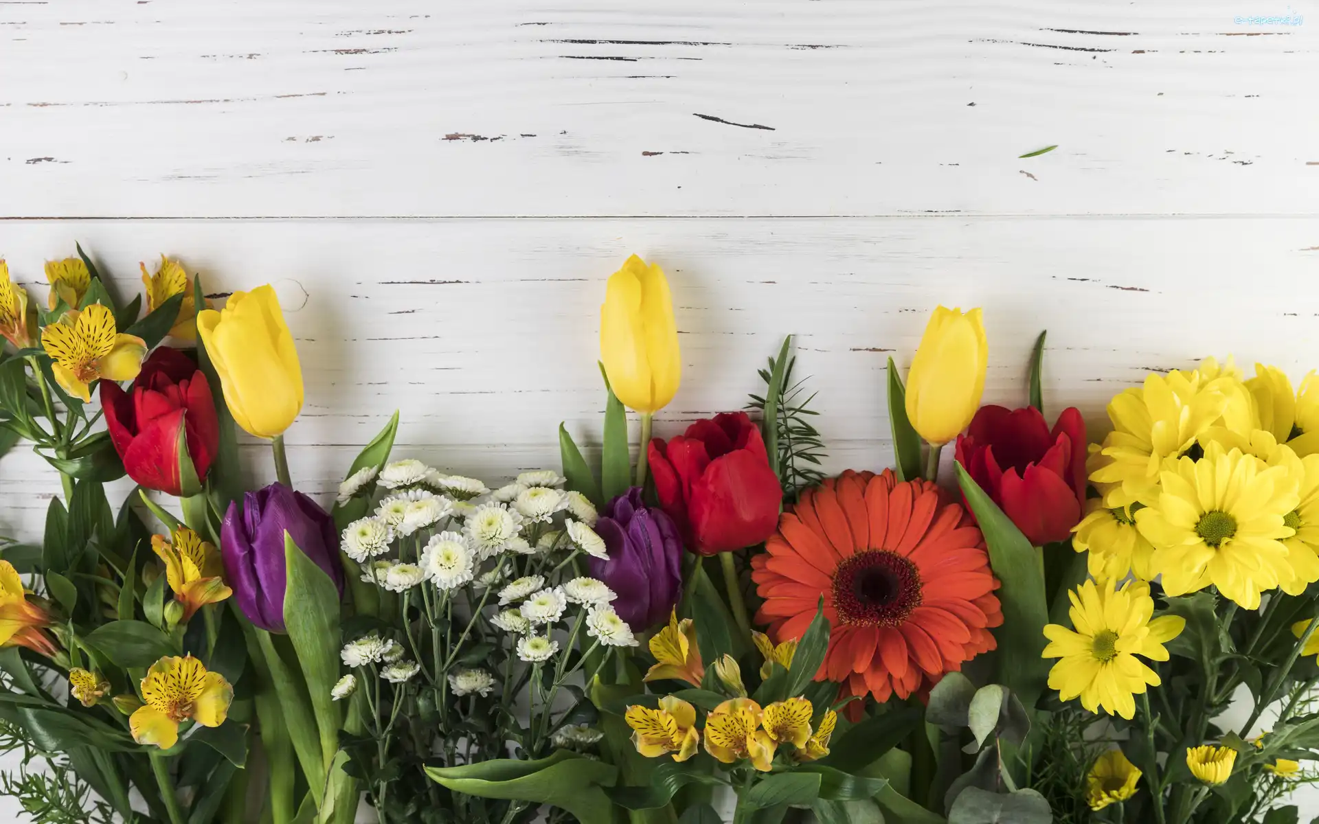 Kwiaty, Gerbera, Tulipany, Alstremerie, Chryzantemy