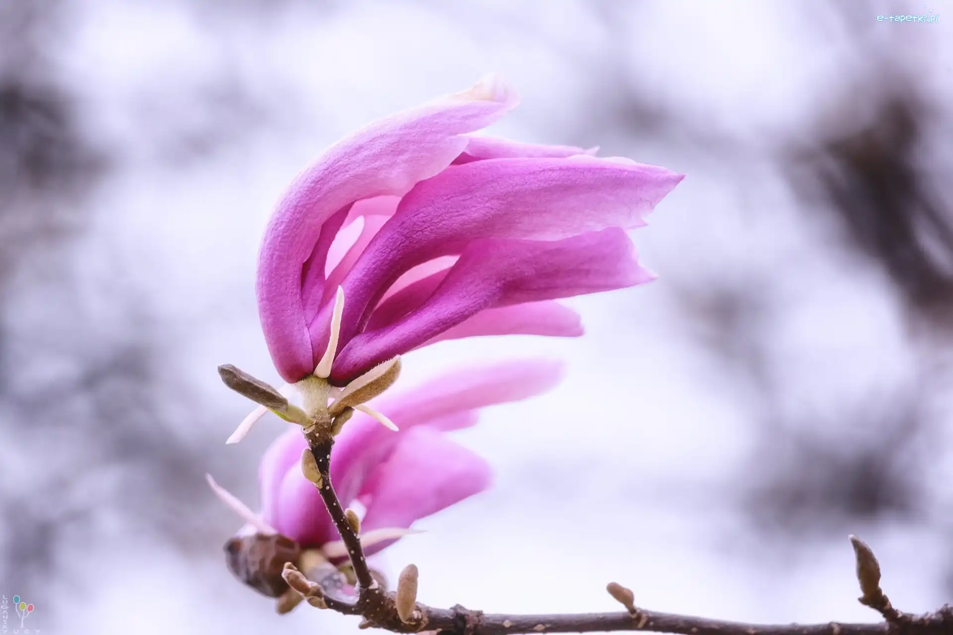 Magnolia, Różowy, Kwiat, Rozmycie, Gałązka